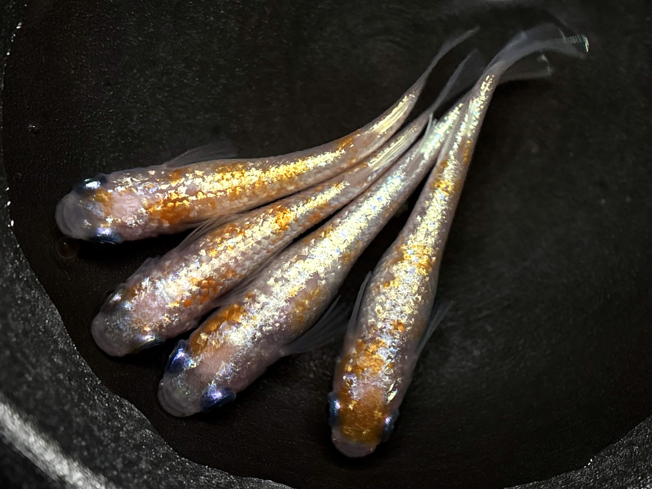 🔥 河めだかブリード　紅白ヘイキ　2ペア (サ) 4/3 21:10終了 [ID:6988]