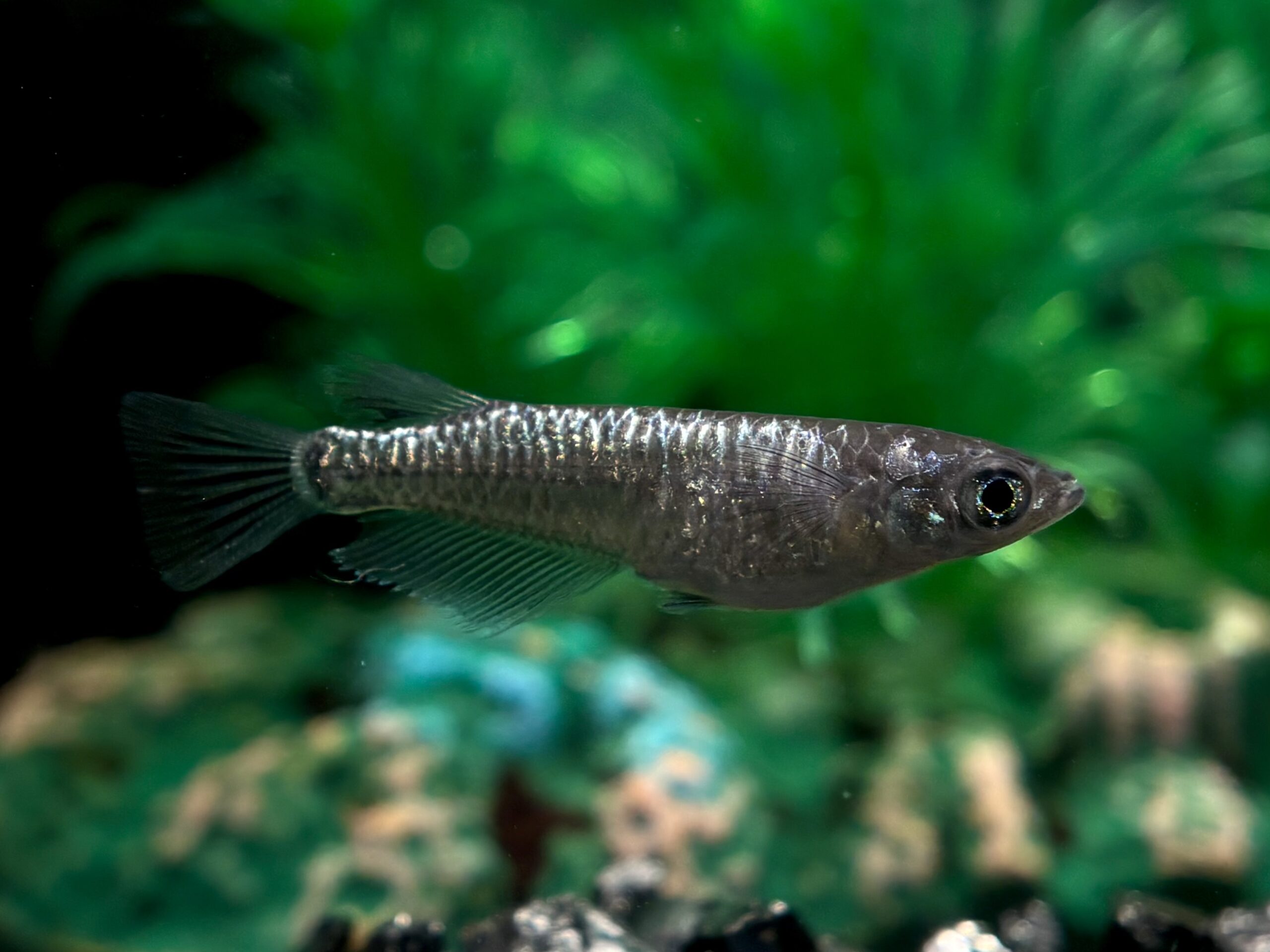 🔥 愛善めだか　キングメタル　1ペア (サ) 4/3 21:15終了 [ID:6995]