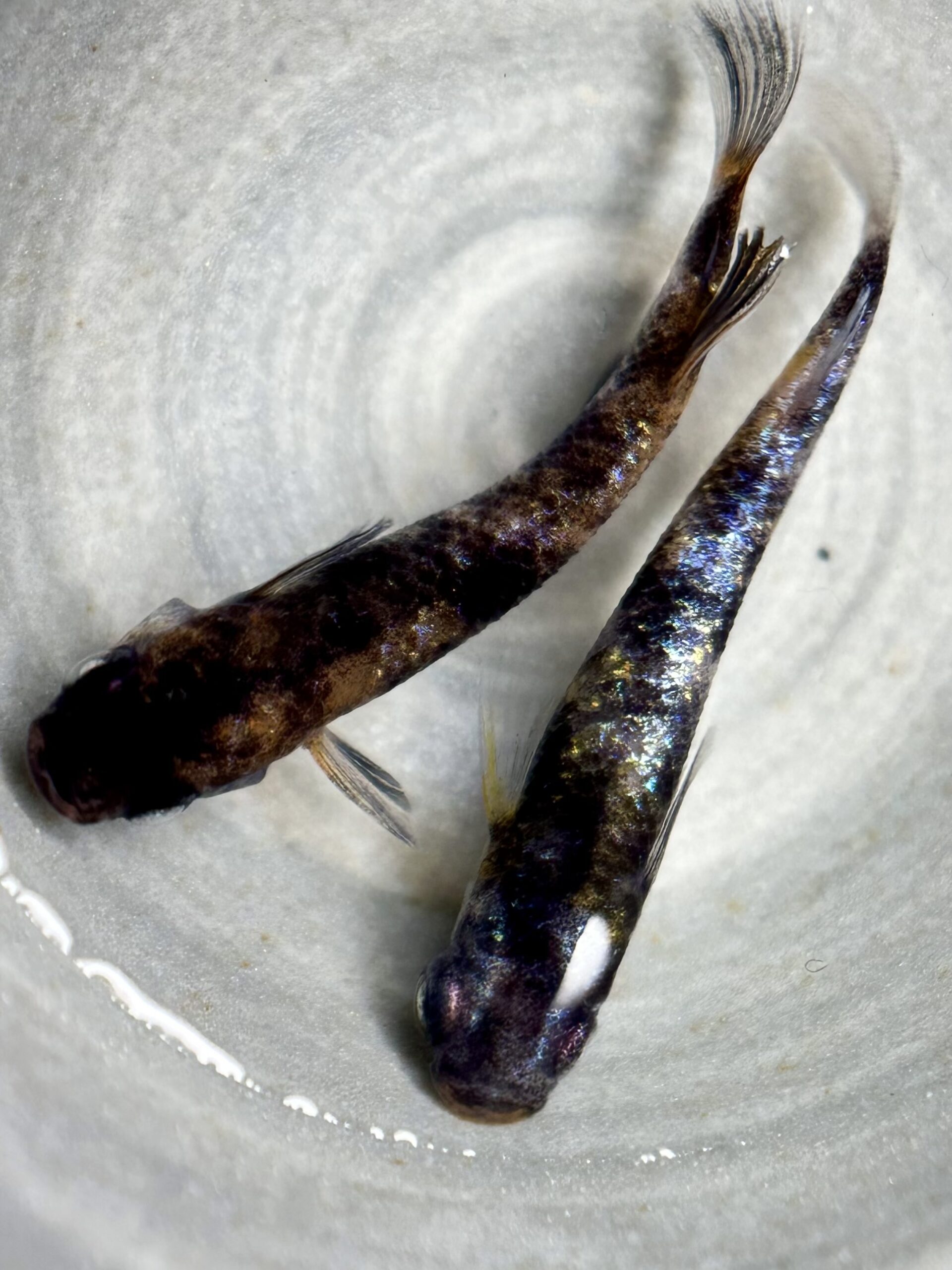 🔥 ENNMA TOKYO WG(和墨グロウ)三色　1p 4/3 21:30 [ID:7022]