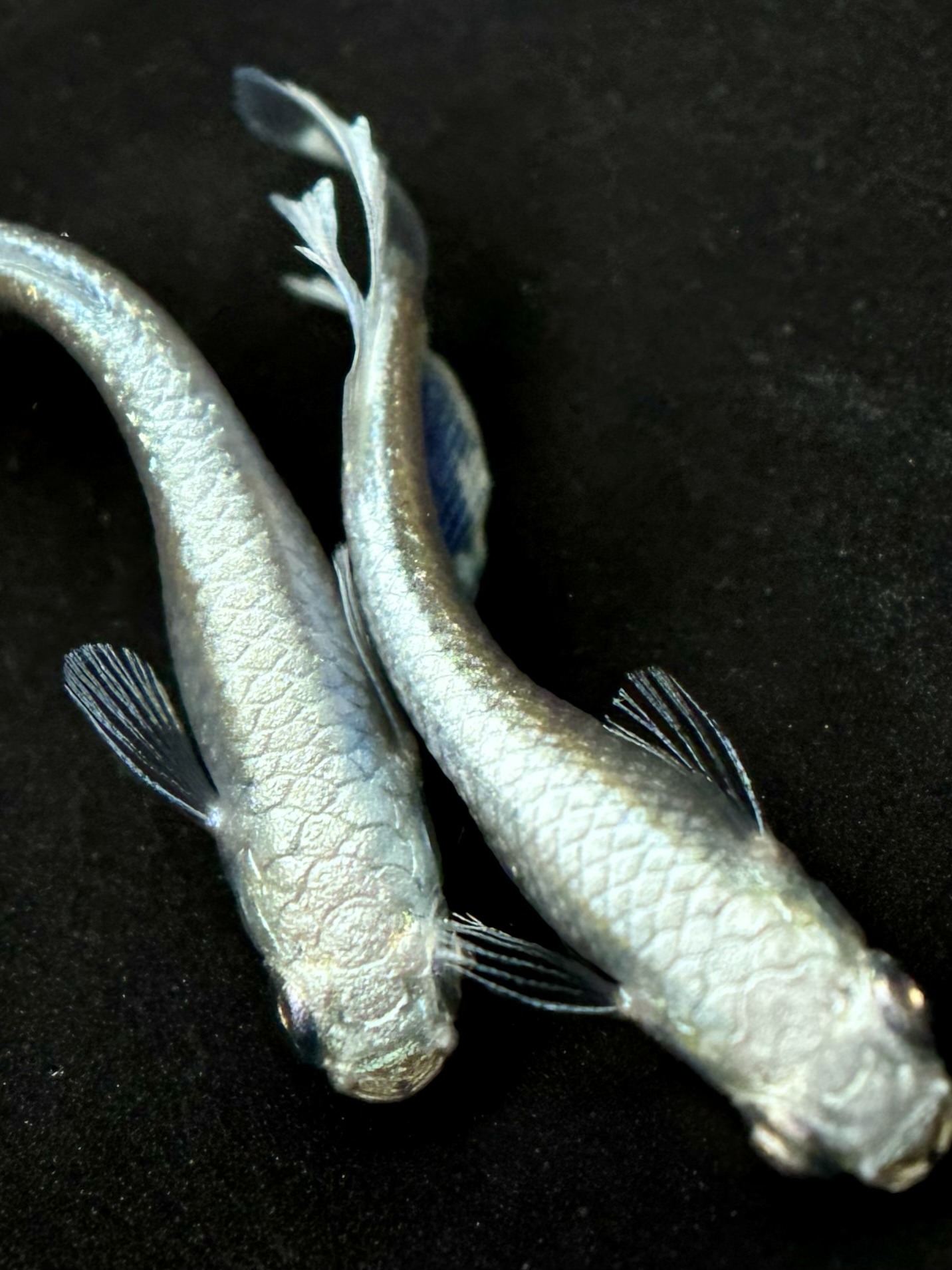 HATENA？　新作ルナ・ヴェール　　1p 12/24 21:40終了