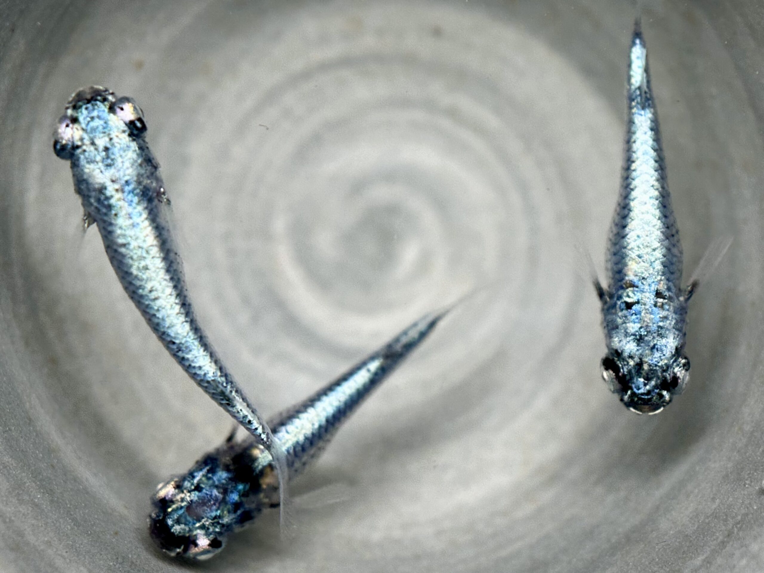 🔥 西郷めだか　藍　オス1メス2 4/4 21:27 [ID:7094]