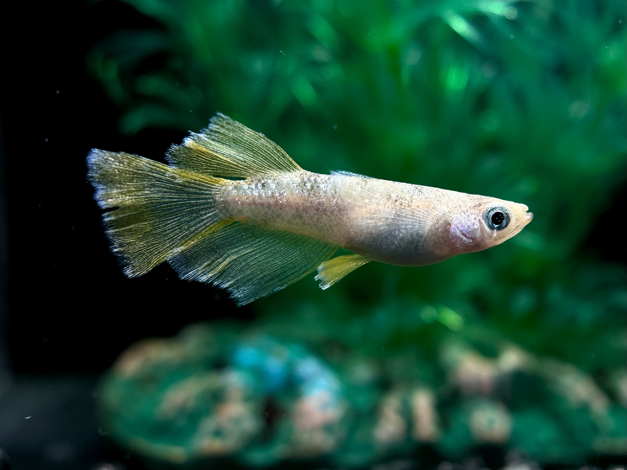 🔥 河めだか　ベニエ　1p 4/4 21:20 [ID:7073]