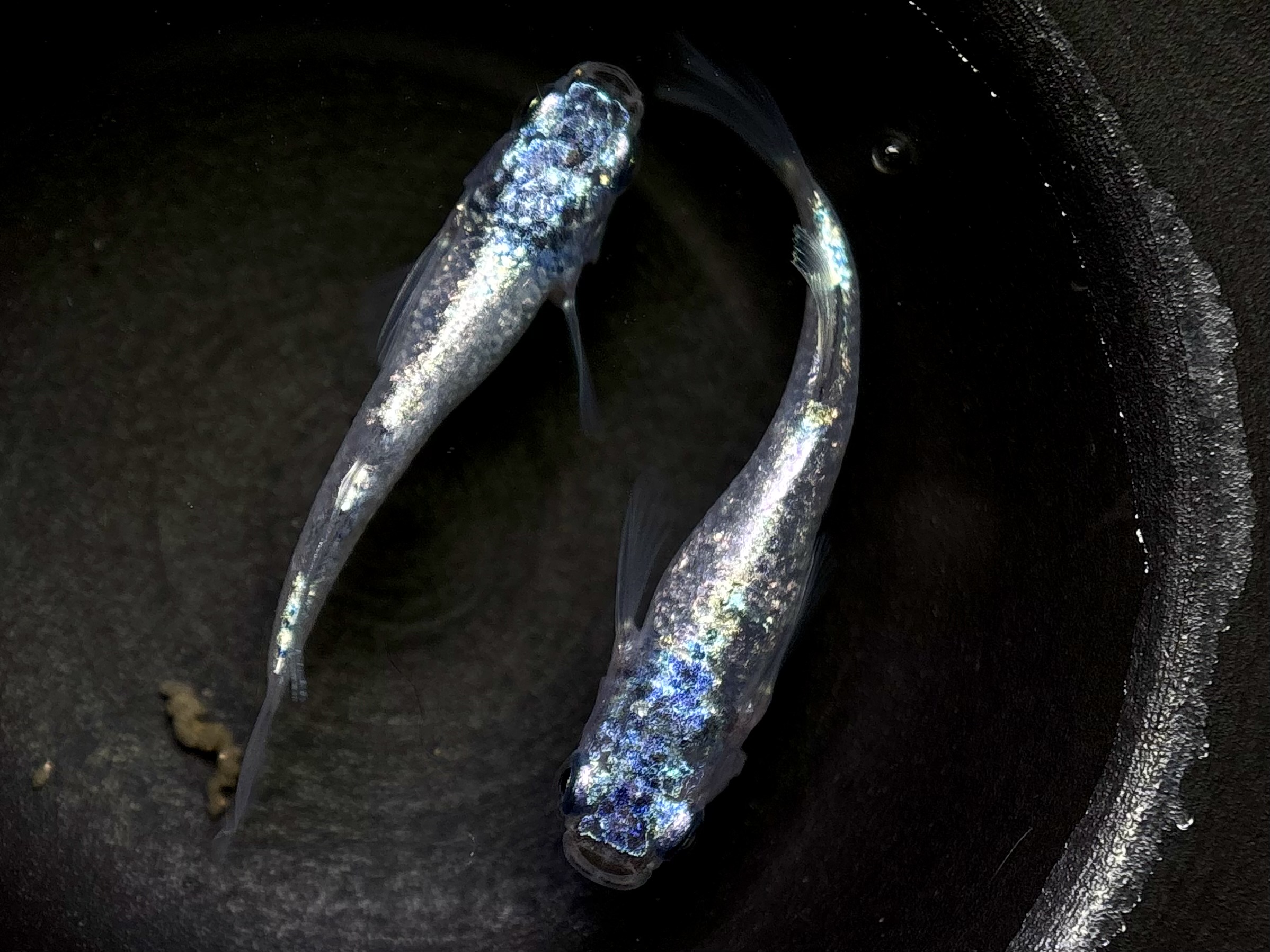 🔥 鹿行めだかあっくん　碧Da 1ペア (サ) 4/3 21:20終了 [ID:7002]