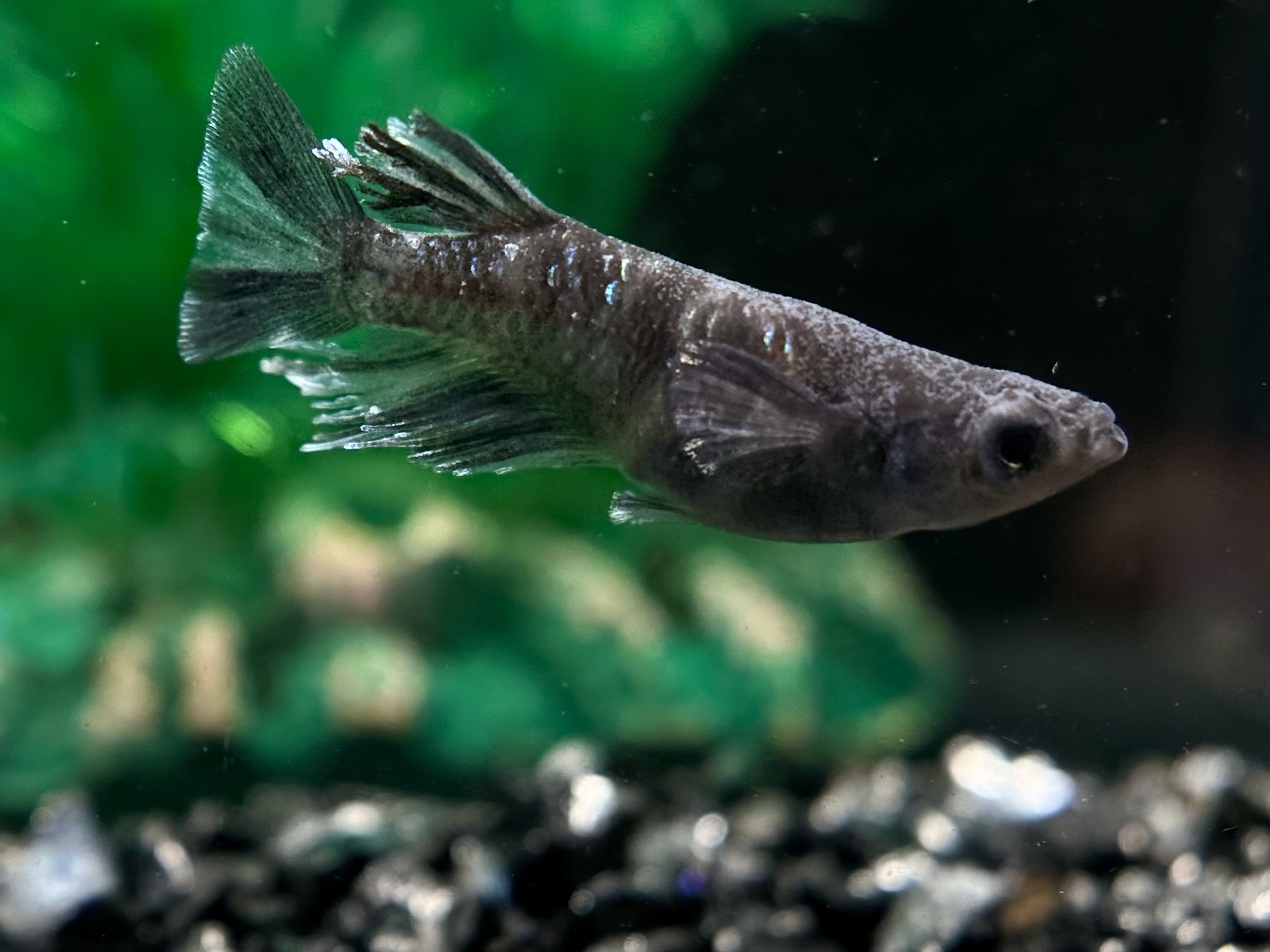 🔥 ENNMA TOKYO 漆黒MWRLFヒレ光亜種狙い　1p 4/4 21:25 [ID:7103]