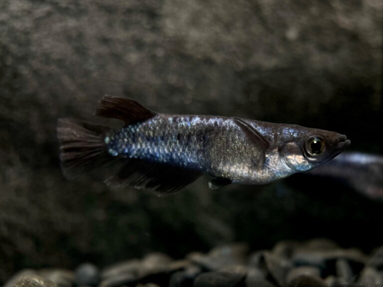 ENNMA東京養魚場　蒼鱗黝式　1p 9/23 21:42 [ID:19334]