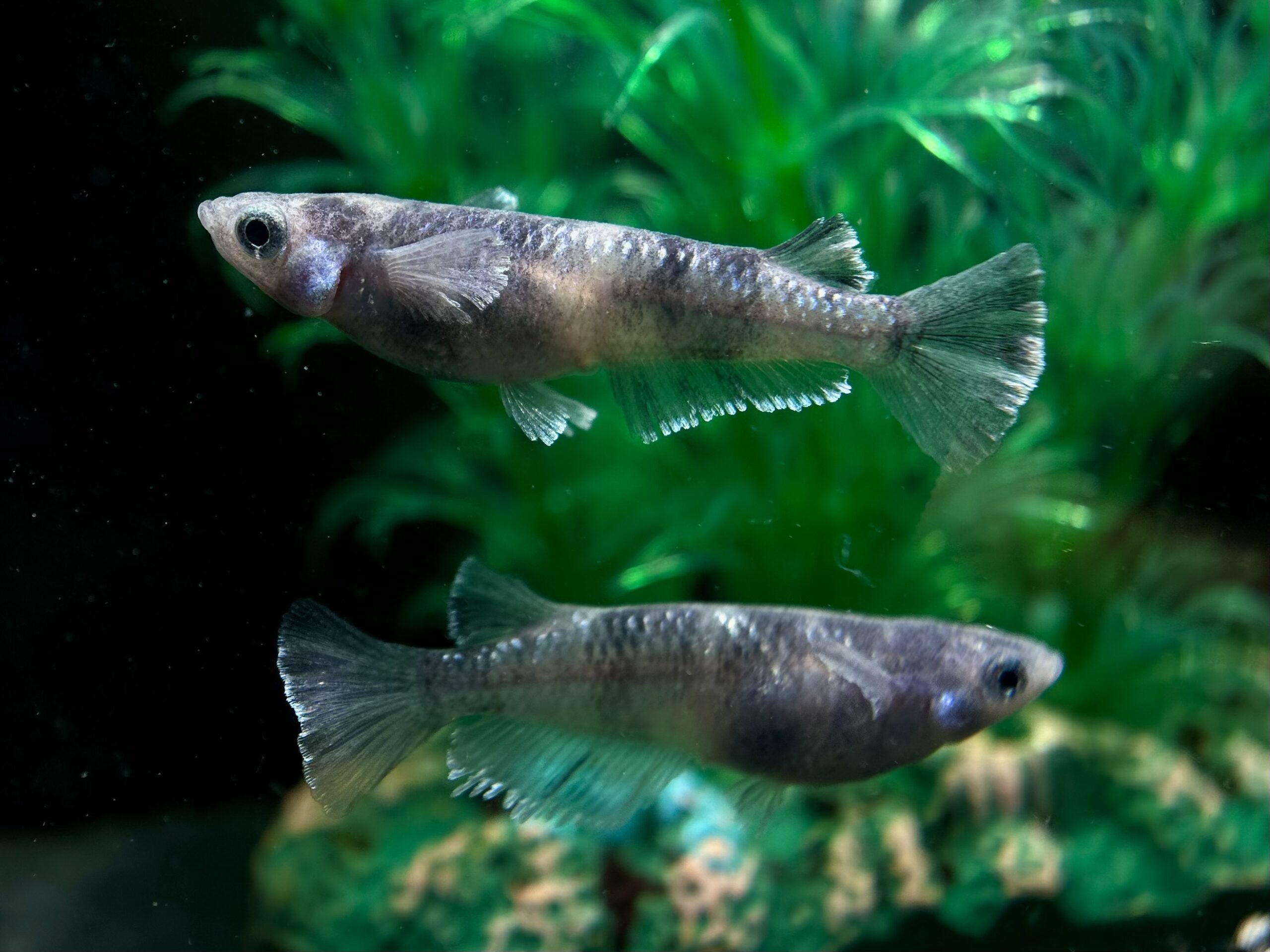 🔥 ENNMA TOKYO 漆黒MWRLFヒレ光亜種狙い　1p 4/4 21:17 [ID:7111]