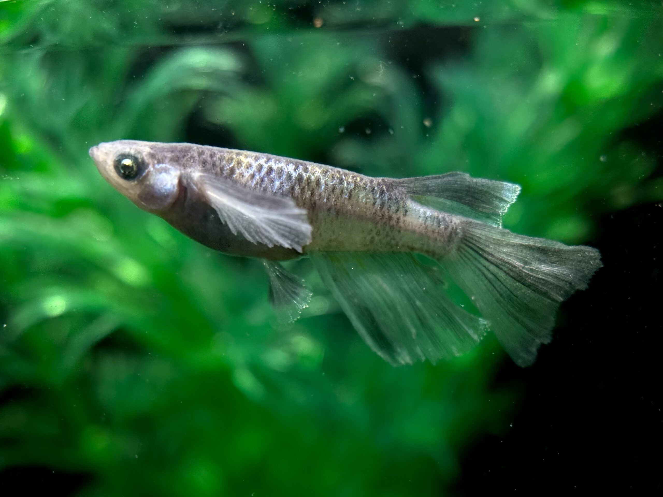 🔥 ENNMATOKYO 漆黒MWRRLF(ロッド違い鰭光) 1p 4/4 21:22 [ID:7117]