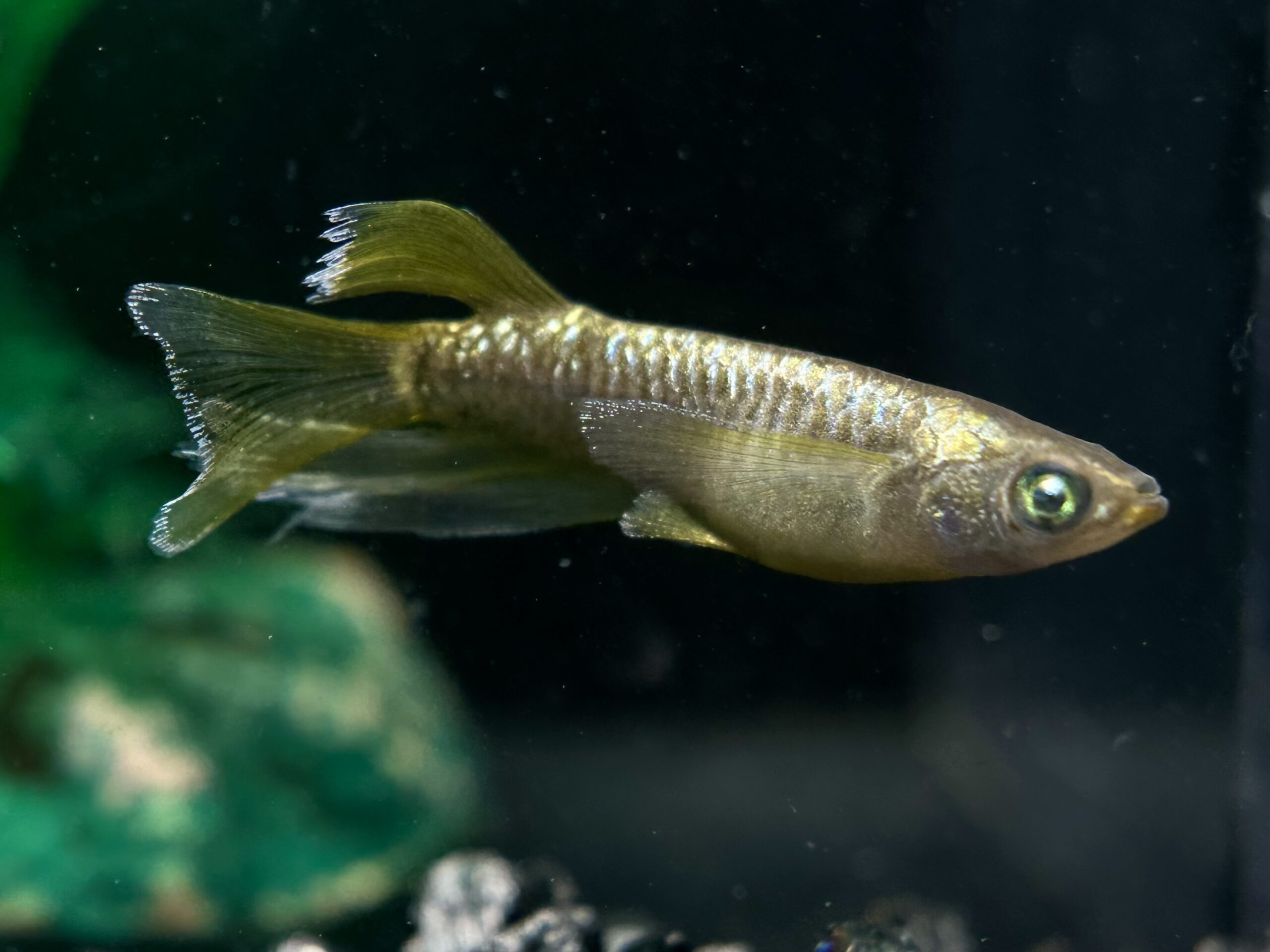 🔥 愛善めだか　アイヴェル　1p 4/6 21:10 [ID:7125]