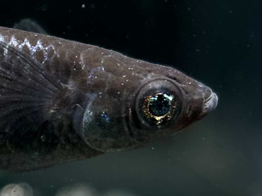 🔥 二子玉めだかブリード　　レイア　オス1メス2 [ID:7136]