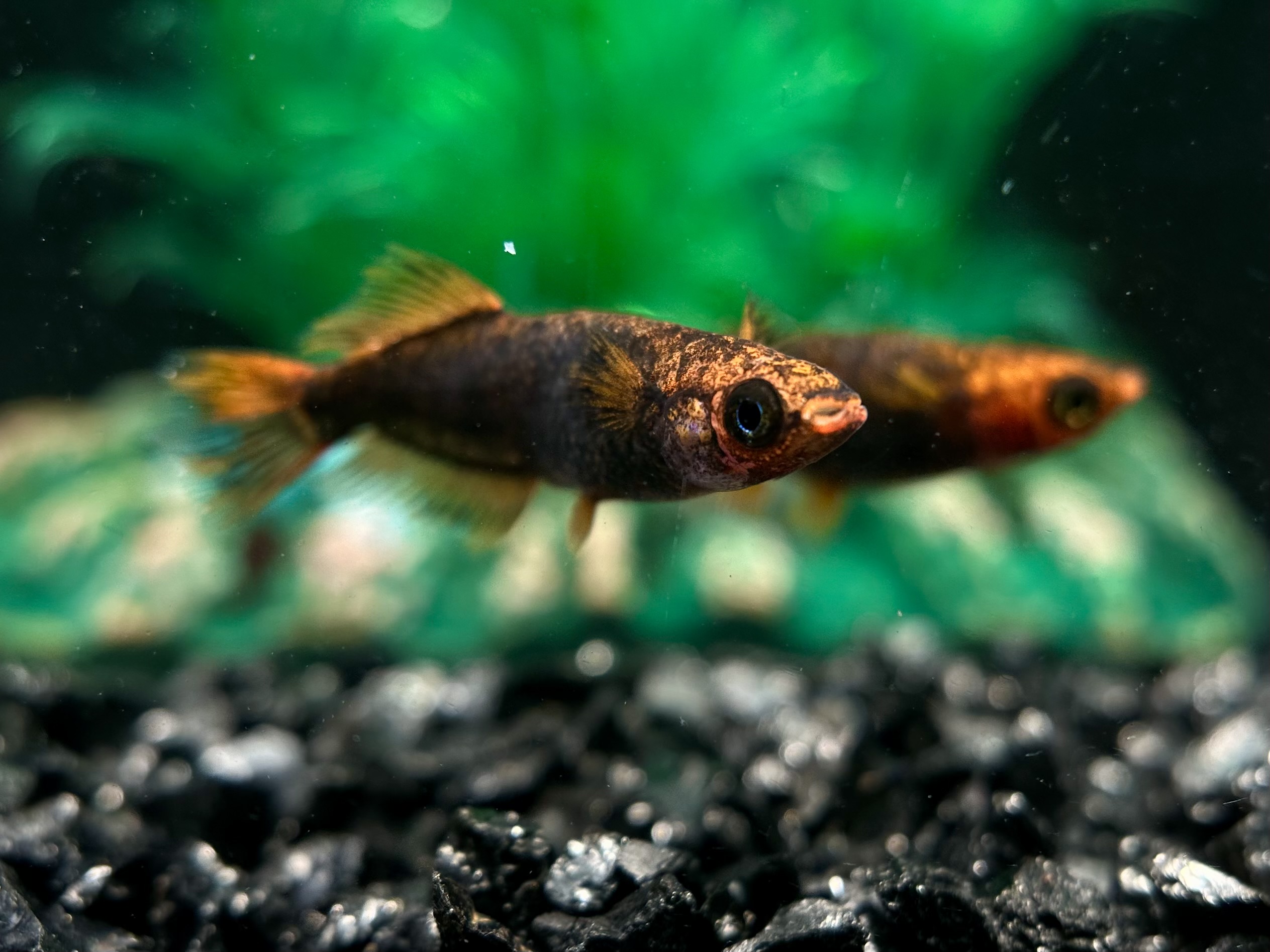 🔥 二子玉めだか　レッドホーク　1p 4/4 21:10 [ID:7087]