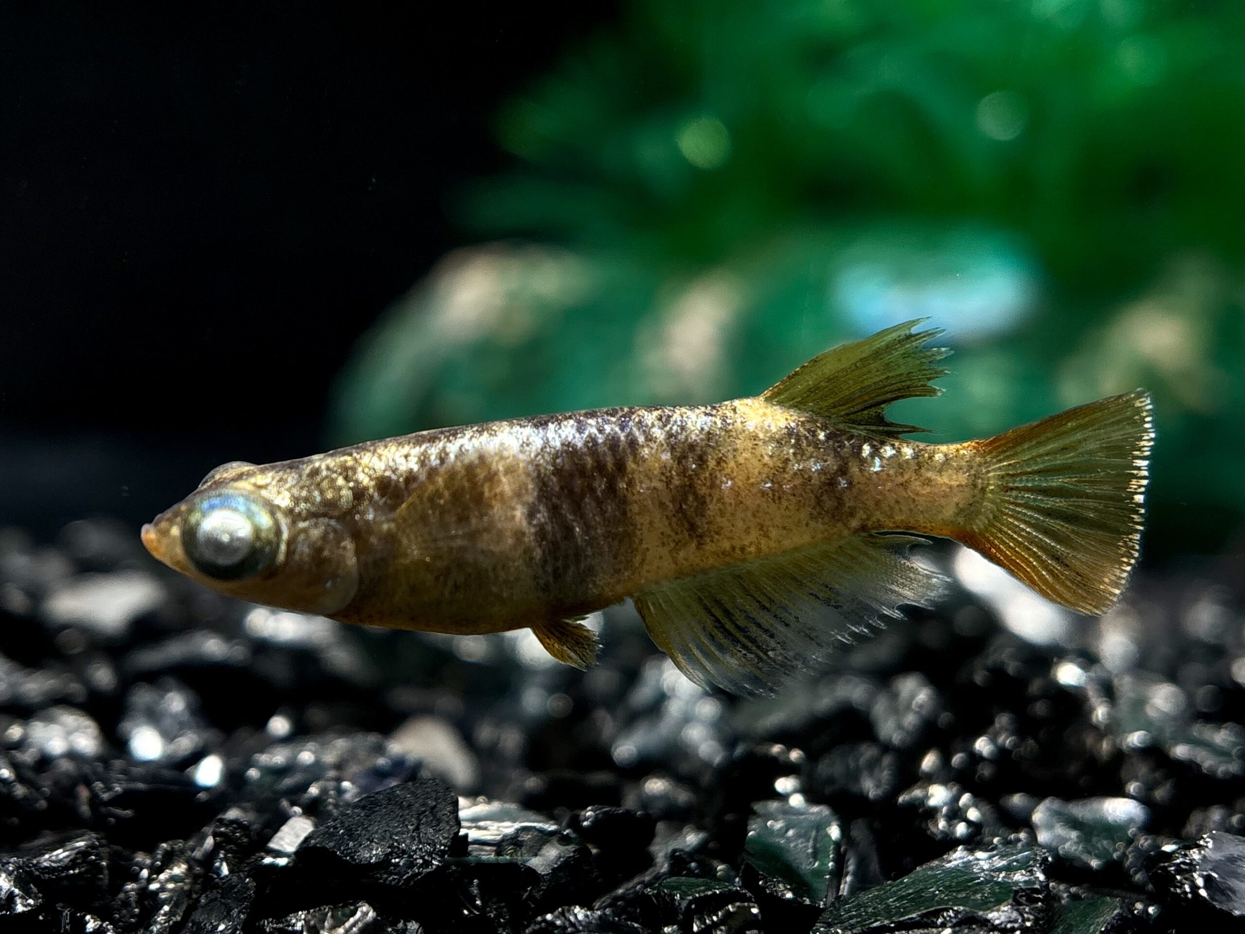 🔥 河めだか　シグマヘテロ　1ペア (サ) 4/6 21:10終了 [ID:7150]