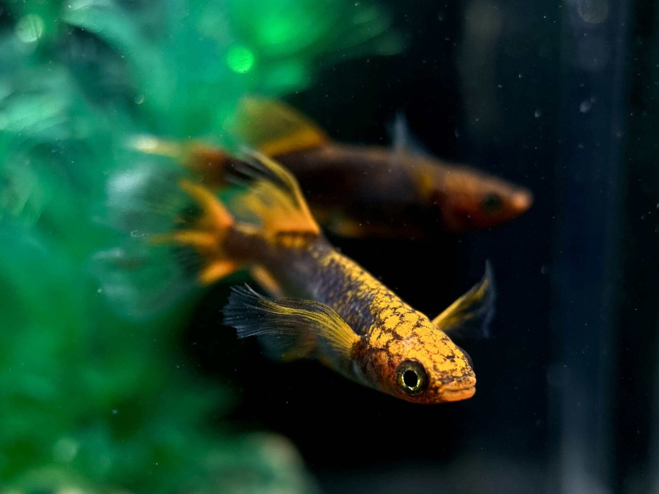 🔥 二子玉めだか　初出品)激弩(げきど) 1p 4/4 21:15 [ID:7059]