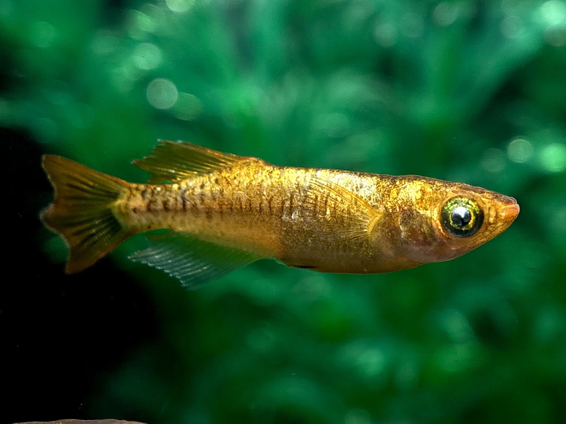 🔥 河めだかブリード　パイナポー　1ペア (サ) 4/6 21:13終了 [ID:7157]