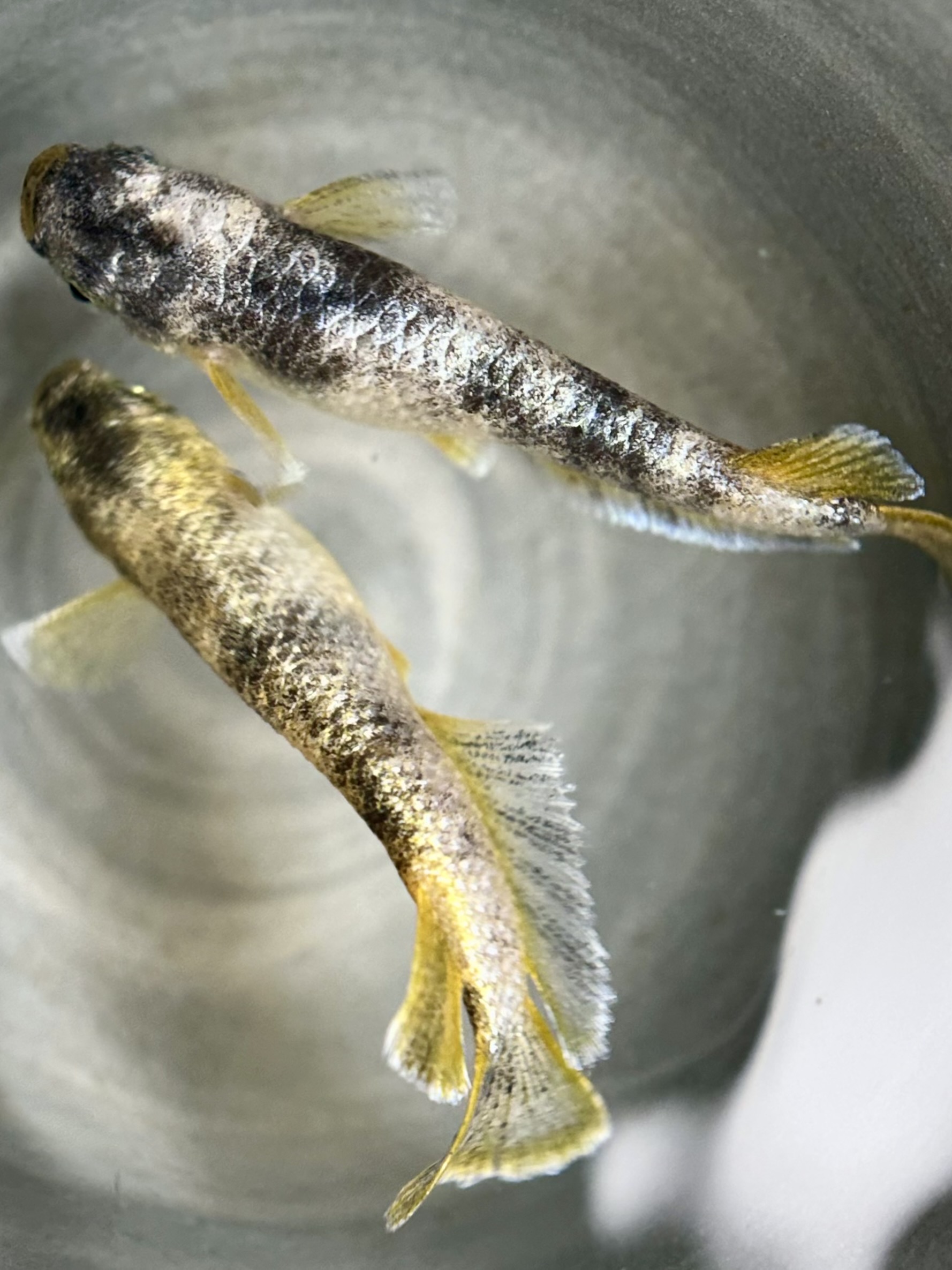 🔥 ⭐️河めだか　初出品)アヴァランチ　1p 4/6 21:30 [ID:7255]