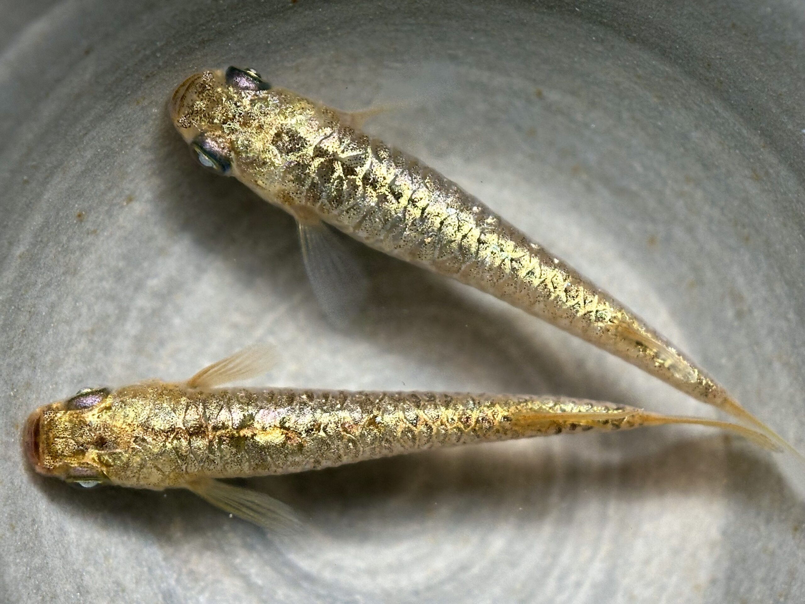 🔥 夢中めだか(作出、王氏個体) 過背金龍　1p 4/6 21:19 [ID:7247]