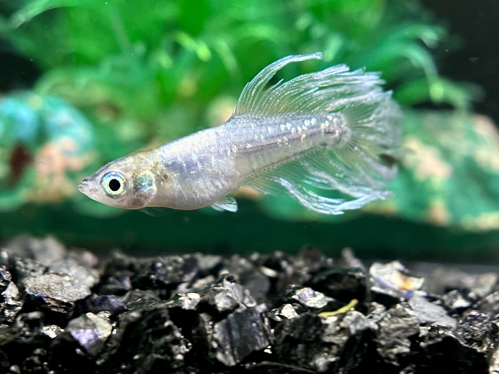 🔥 夢中めだか　シンデレラ派生若魚　1p 4/6 21:14 [ID:7240]