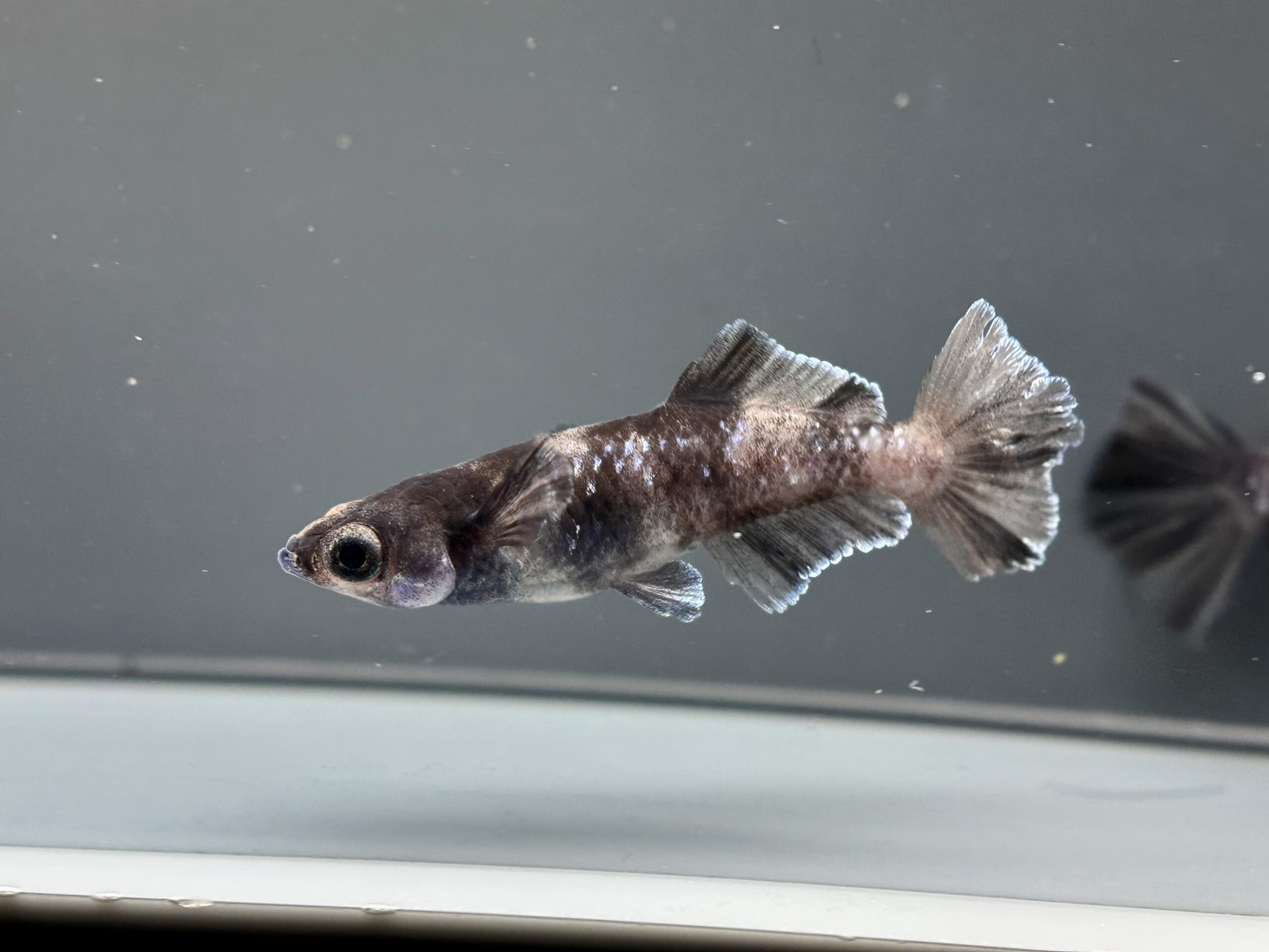 🔥 ENNMA TOKYO MWR漆黒系統(MS) 1p 4/6 21:16 [ID:7229]