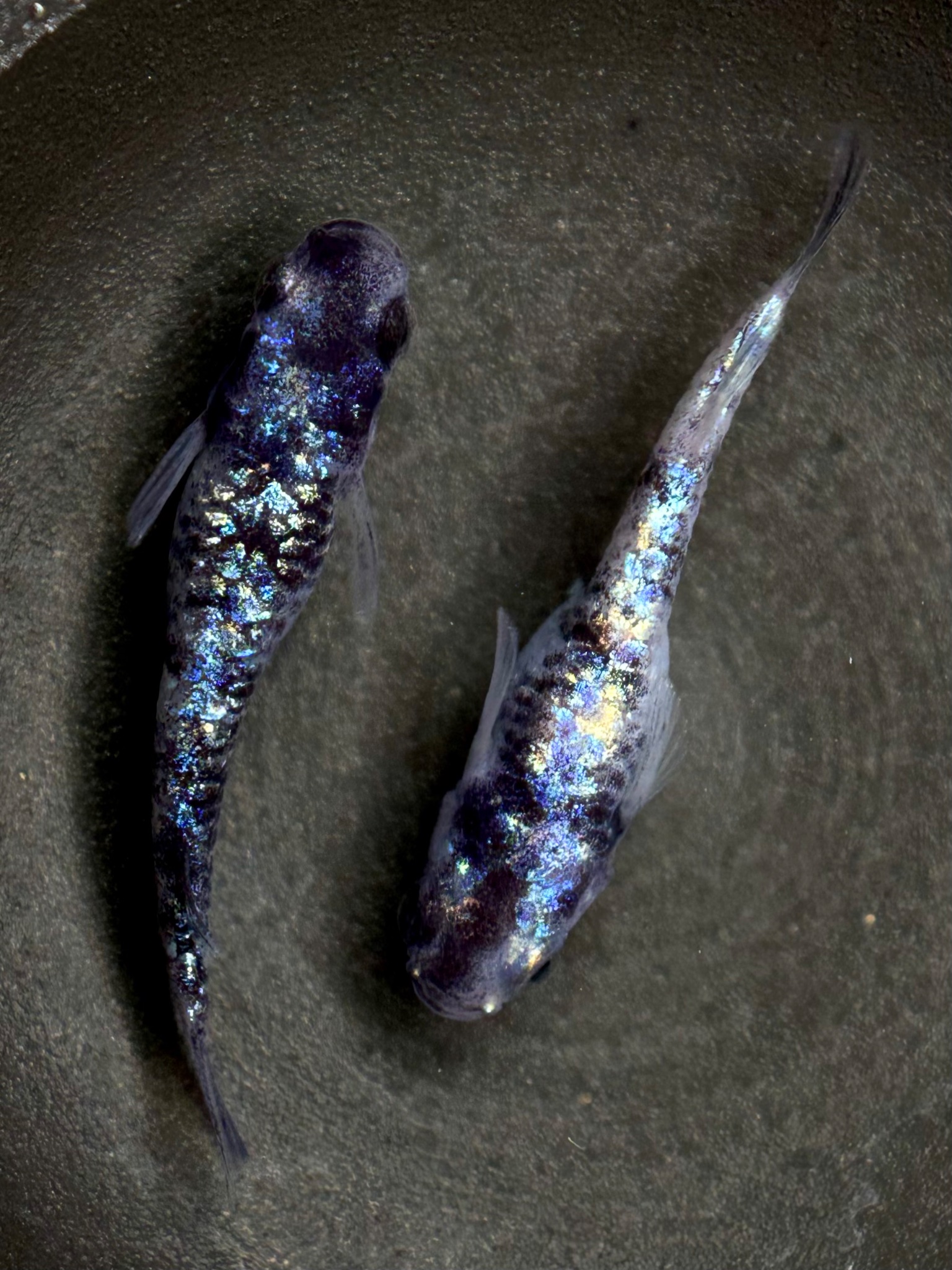 ⭐注目 🔥 Anonmouskillifish 極上)和墨龍(若魚) 1p 9/23 21:32 [ID:19370]
