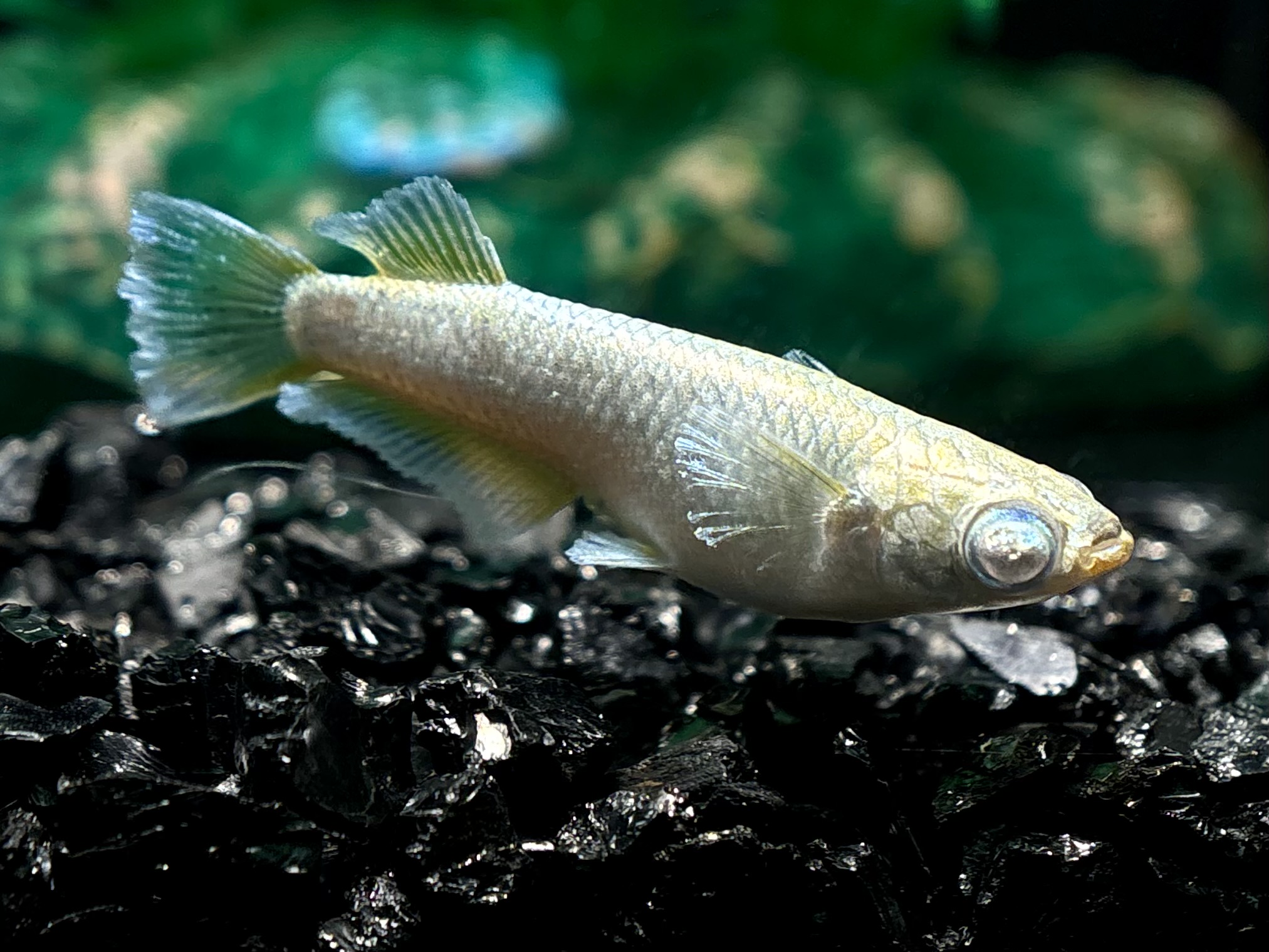 🔥 ENNMA TOKYO ミモザード　オス1メス2 (サ) 4/6 21:18終了 [ID:7178]