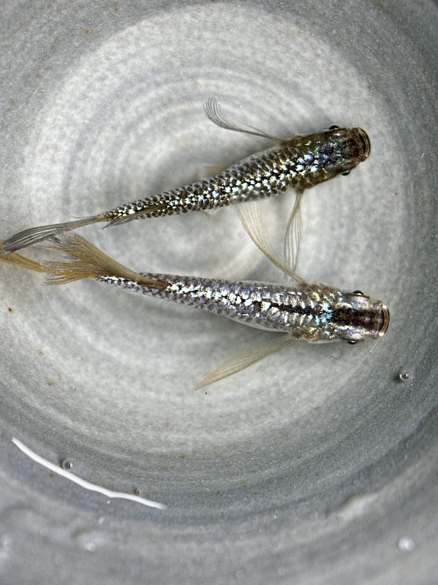 🔥 愛善めだか　零蒼麒麟　1p 5/25 21:14 [ID:10860]