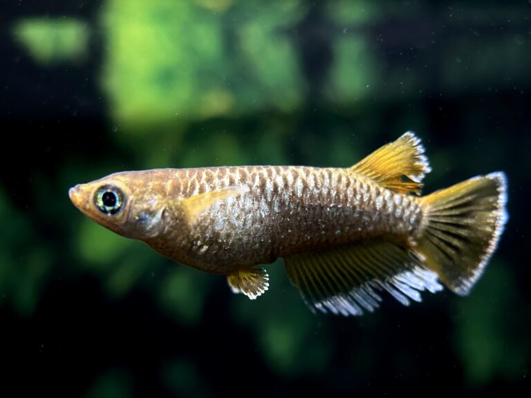 Anonmouskillifish 極上)マジックアワー若魚　1p 9/23 21:45 [ID:19360]