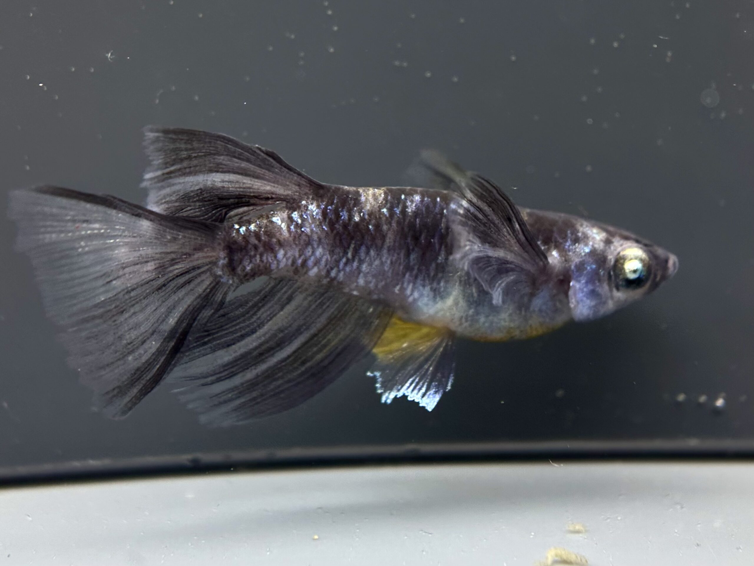 🔥 ENNMA TOKYO) 漆黒和墨グロウラメRLF (SWGLリアル)1p 4/7 21:10 [ID:7413]