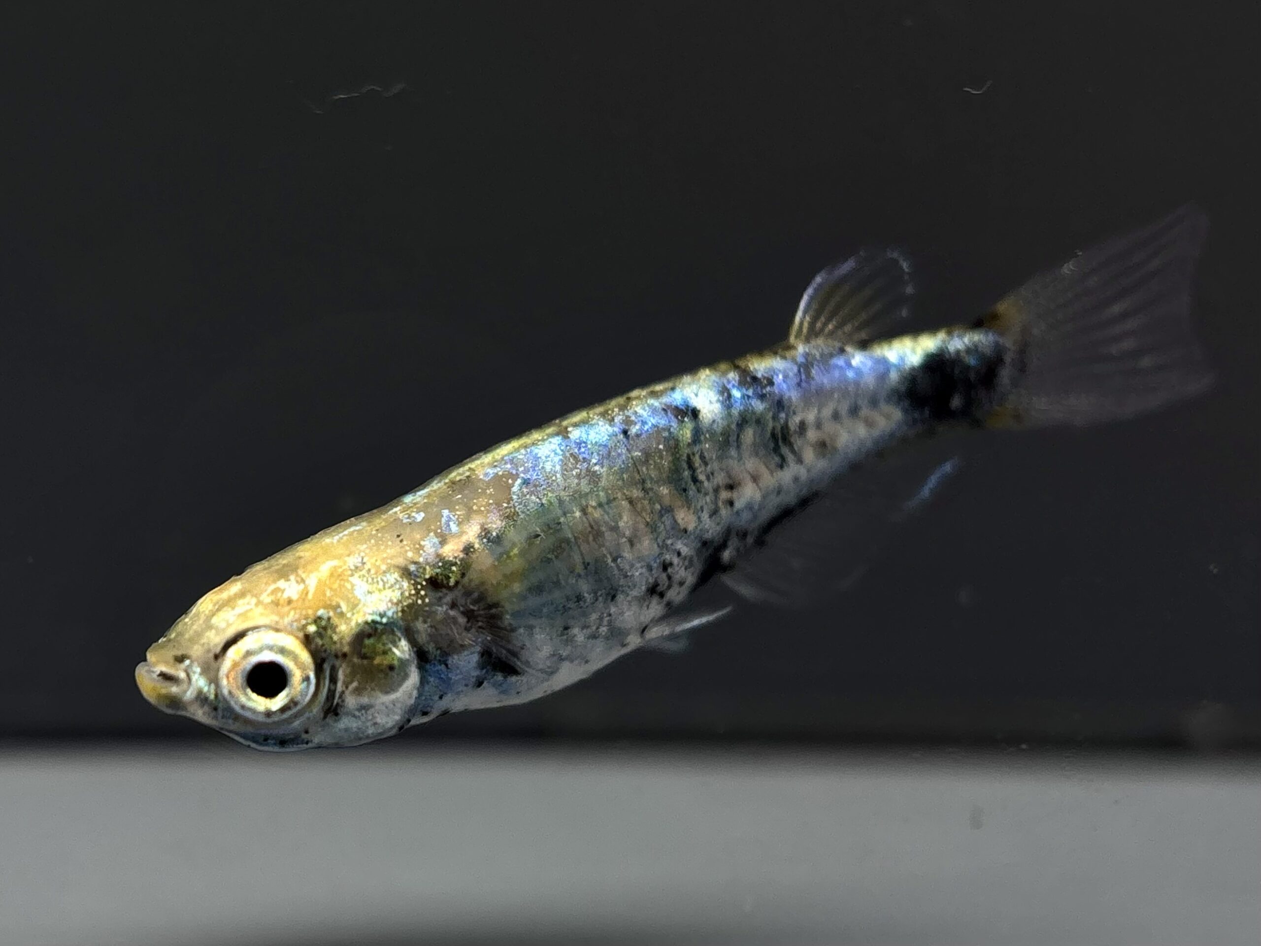 🔥 直めだか   鎧　1ペア (サ) 4/6 21:20終了 [ID:7188]