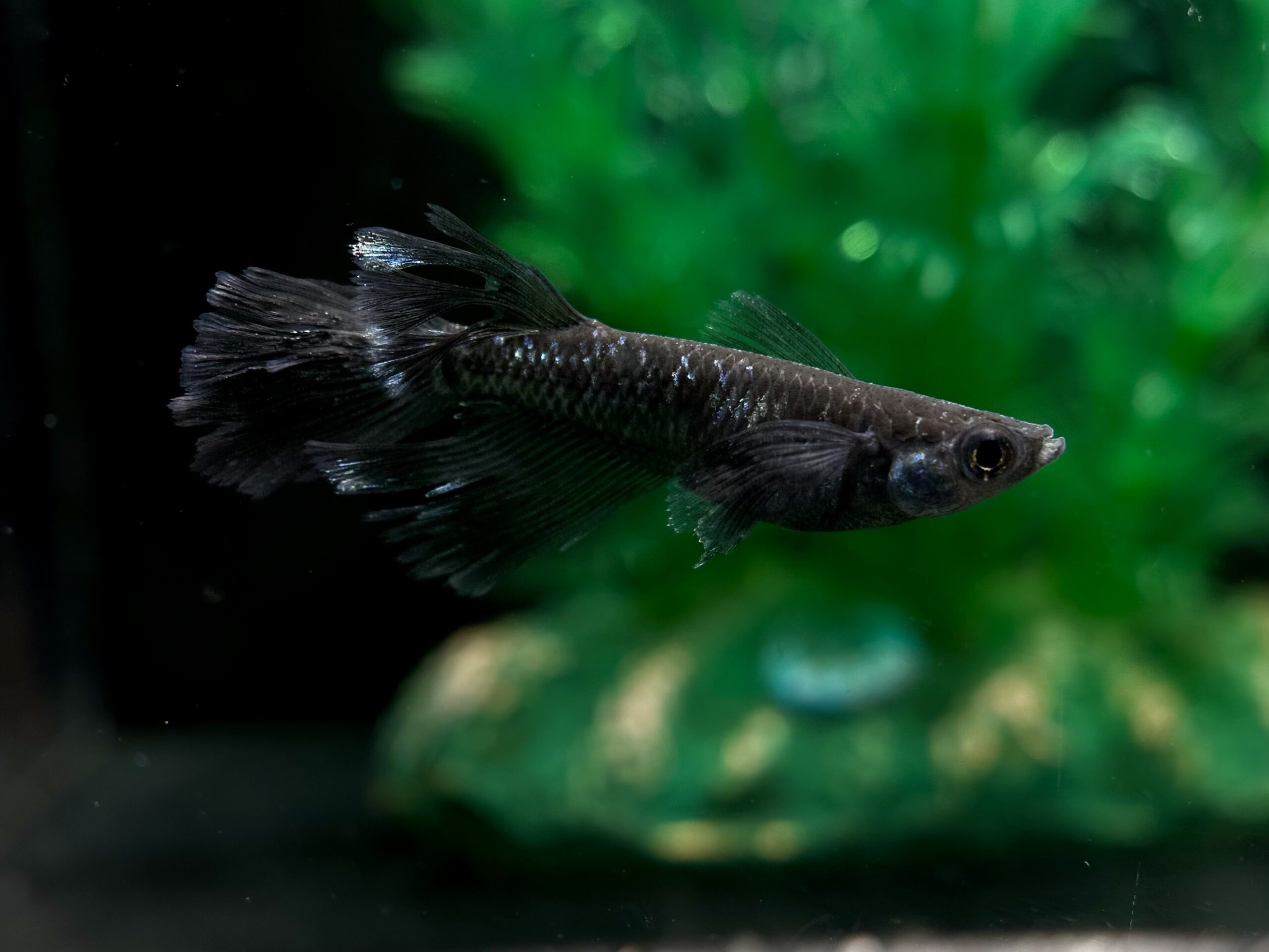 ENNMA TOKYO) SWK01ヒレ長　1p 4/8 21:10 [ID:7419]