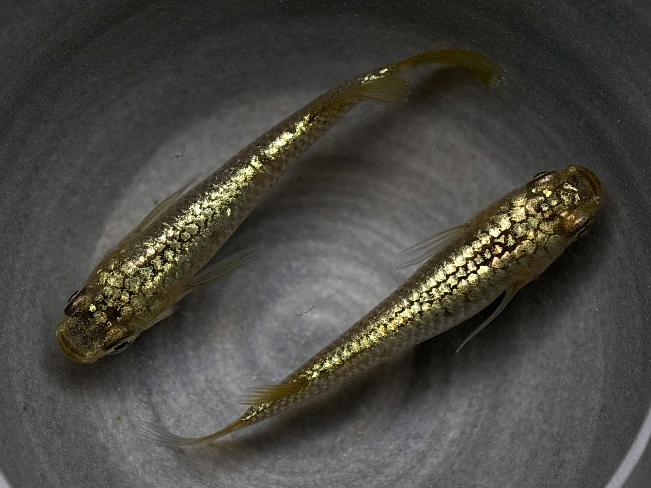 🔥 直めだか　金塊新系統WF 1ペア (サ) 4/6 21:23終了 [ID:7195]