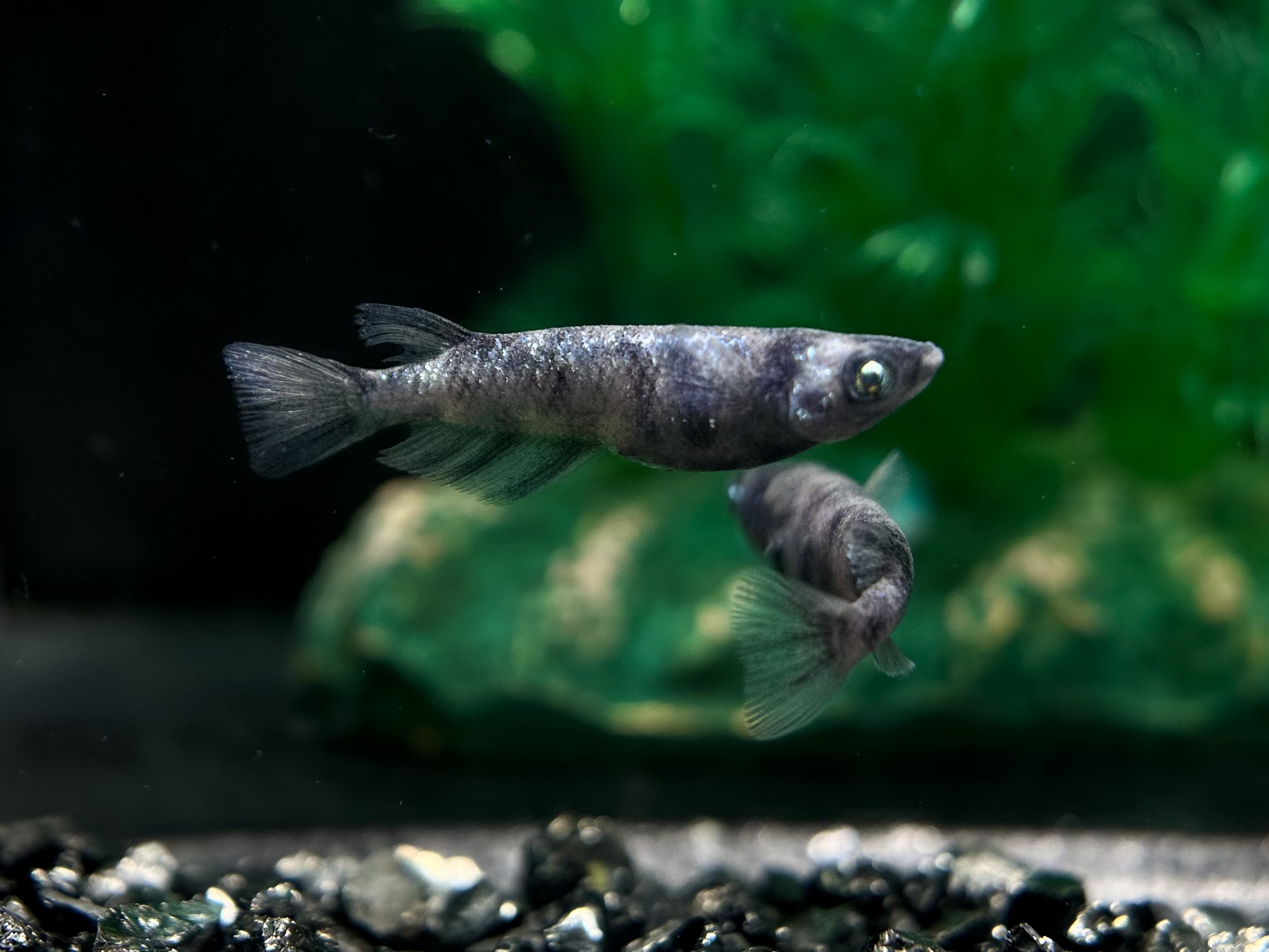 ENNMATOKYO SWK02 4/8 21:28 [ID:7481]