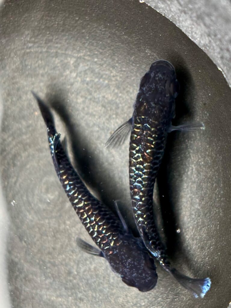 ENNMA東京養魚場 初出品)ブラックエッジ　1p 9/25 21:35 [ID:19463]