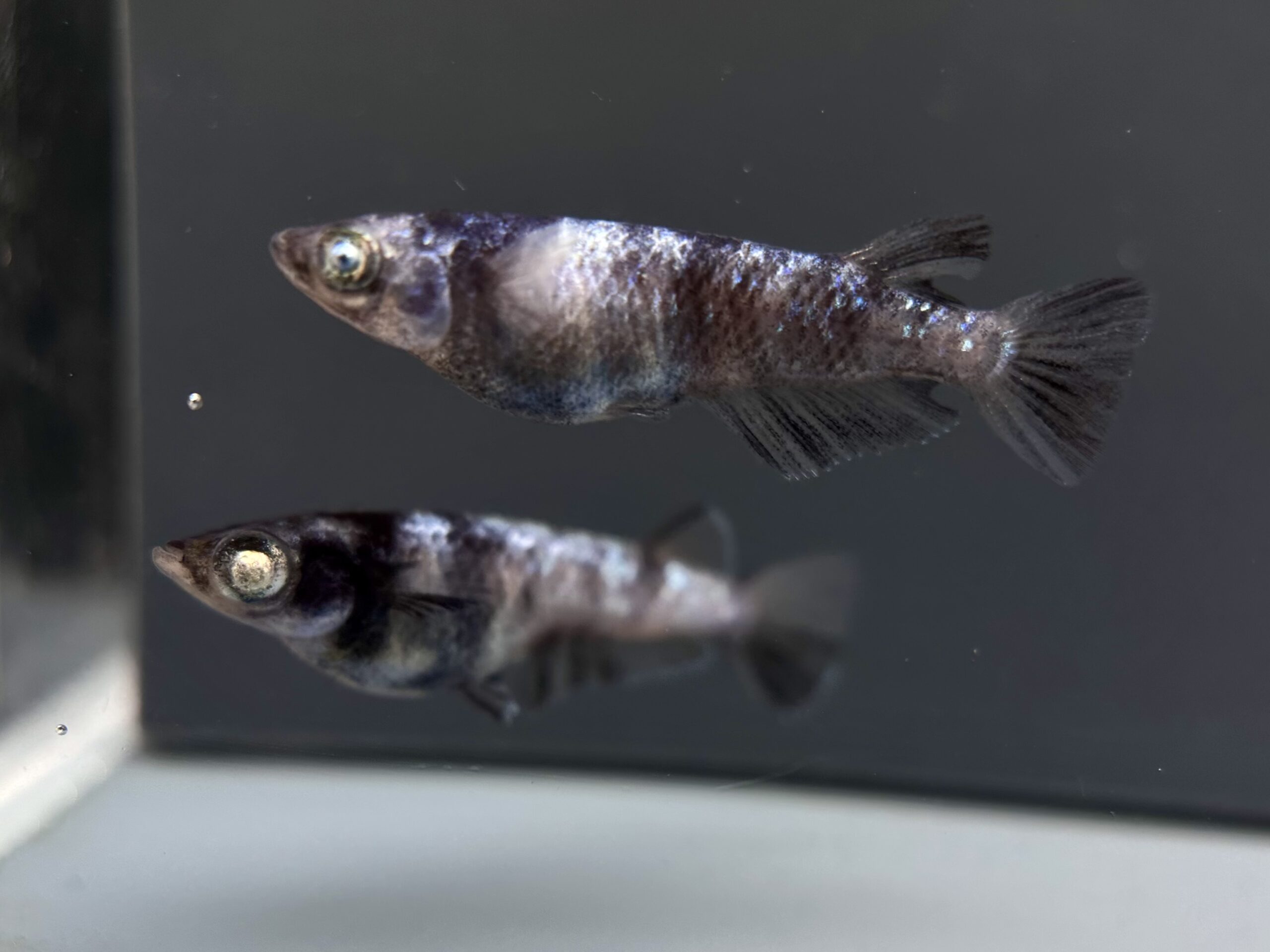 🔥 河めだか　シグマブルー(普通体型)　1p 4/8 21:19 [ID:7474]