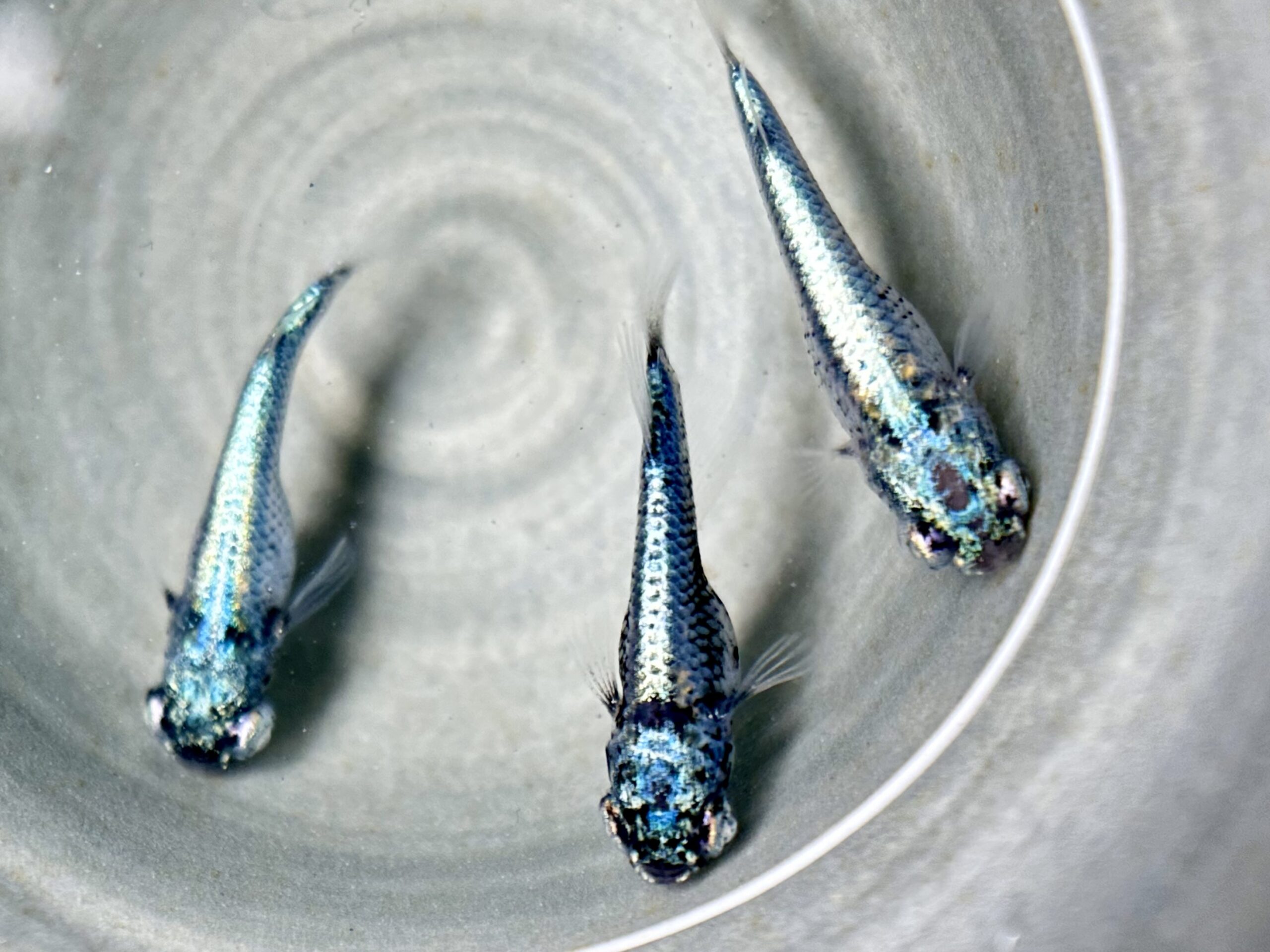 🔥 西郷めだか　藍　雄1雌2 4/8 21:12 [ID:7460]