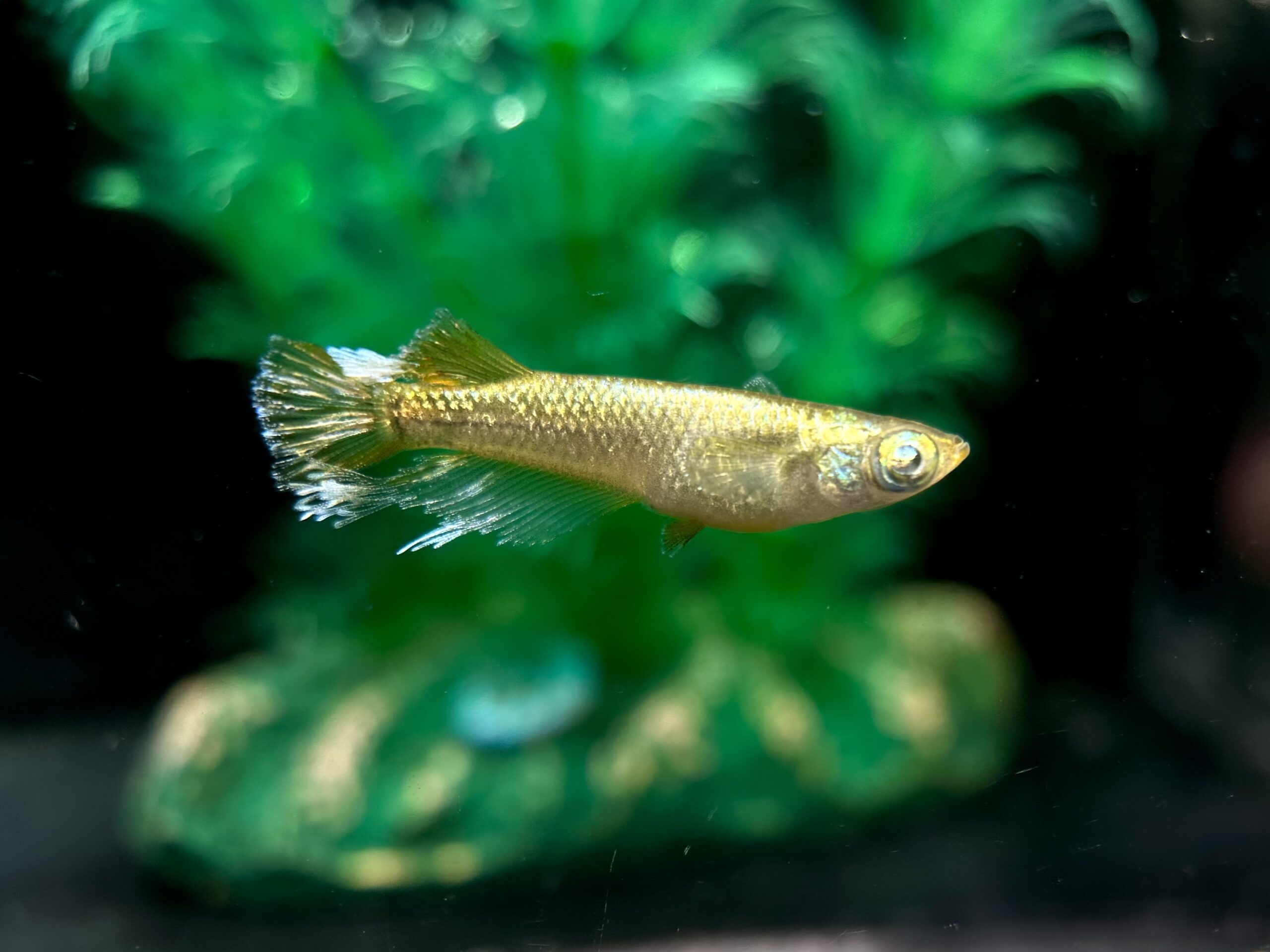 🔥 愛善めだか　ルミナスリッカ　1p 4/8 21:17 [ID:7451]