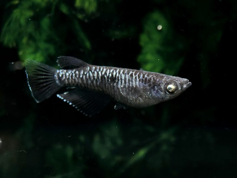 ENNMA東京養魚場　初出品)ブラックエッジ　1p 9/25 21:40 [ID:19486]