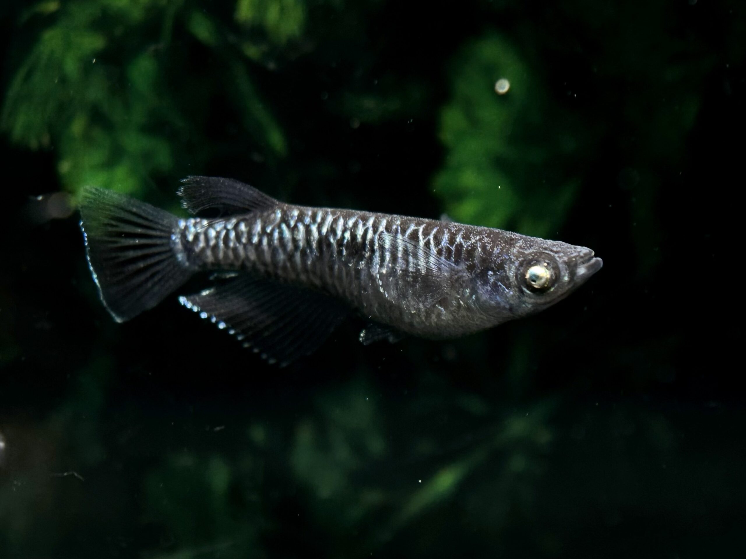 ⭐注目 ENNMA東京養魚場　初出品)ブラックエッジ　1p 9/25 21:40 [ID:19486]