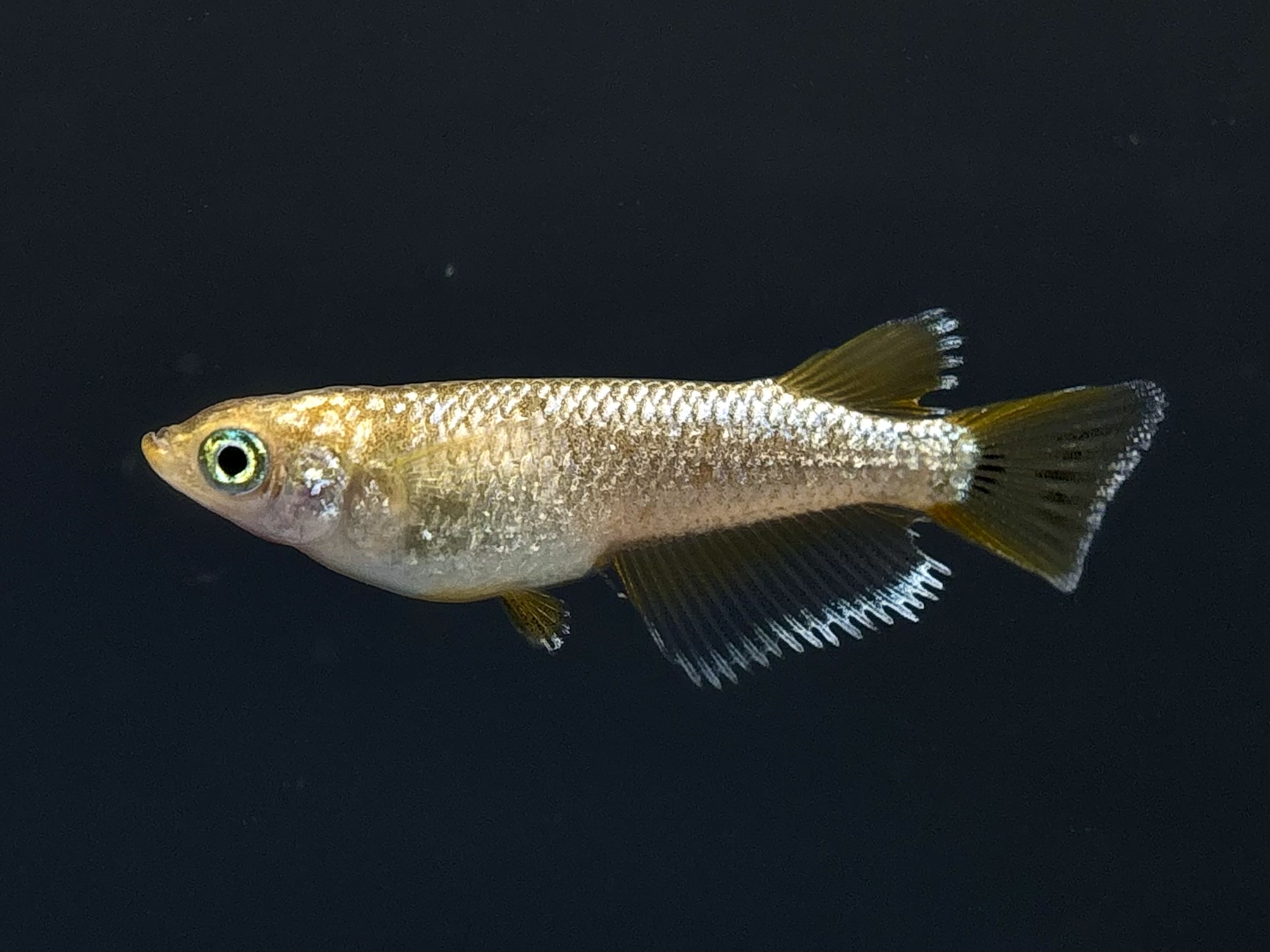 🔥 河めだか　初出品）オランジェコメット　1ペア (サ) 4/6 21:25終了 [ID:7204]