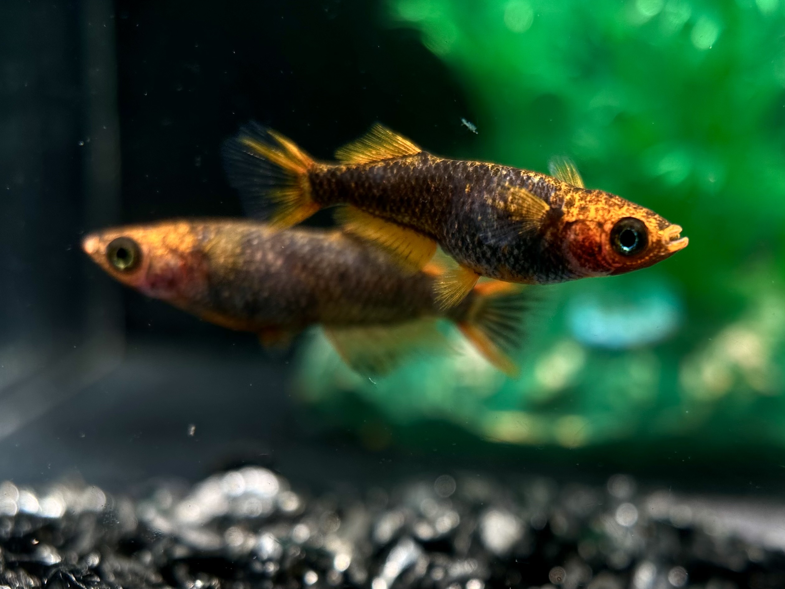 二子玉めだか　レッドホーク　1p 4/8 21:22 [ID:7445]