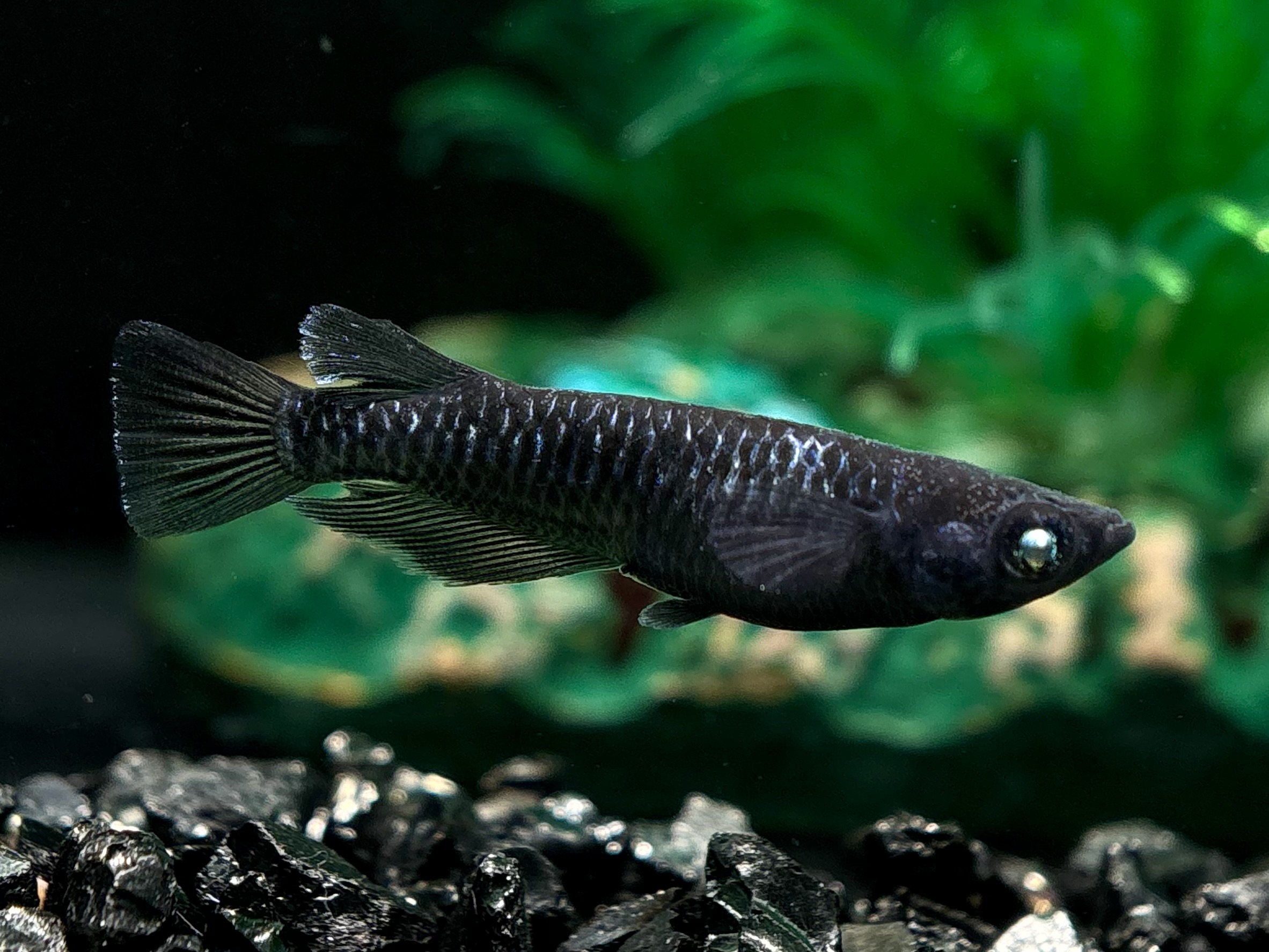 🔥 ENNMA TOKYO 漆黒MWRS黝冠青ラメ（SMKK）　1ペア (サ) 4/6 21:30終了 [ID:7215]