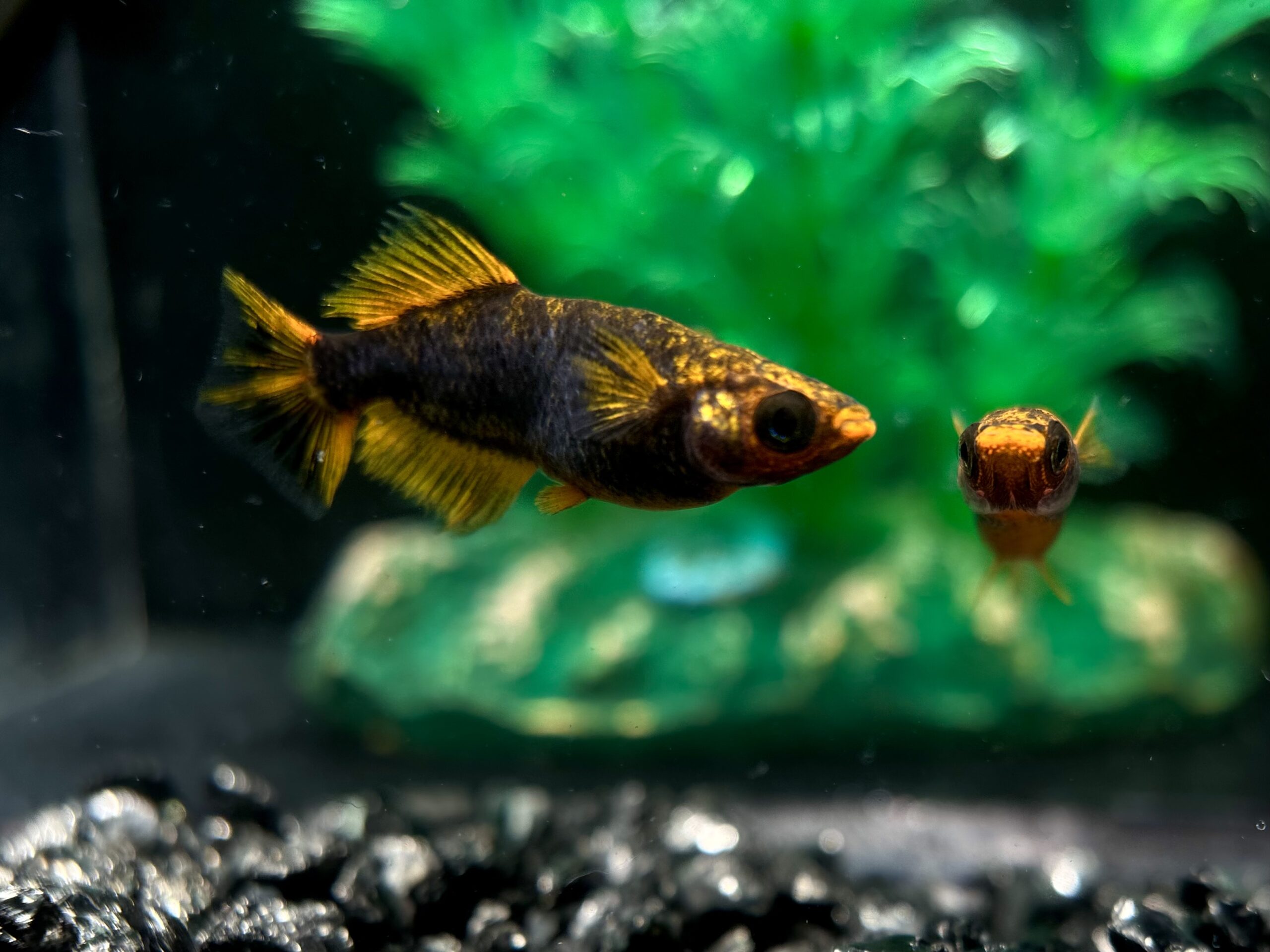 二子玉めだか　激弩　1p 4/8 21:20 [ID:7438]