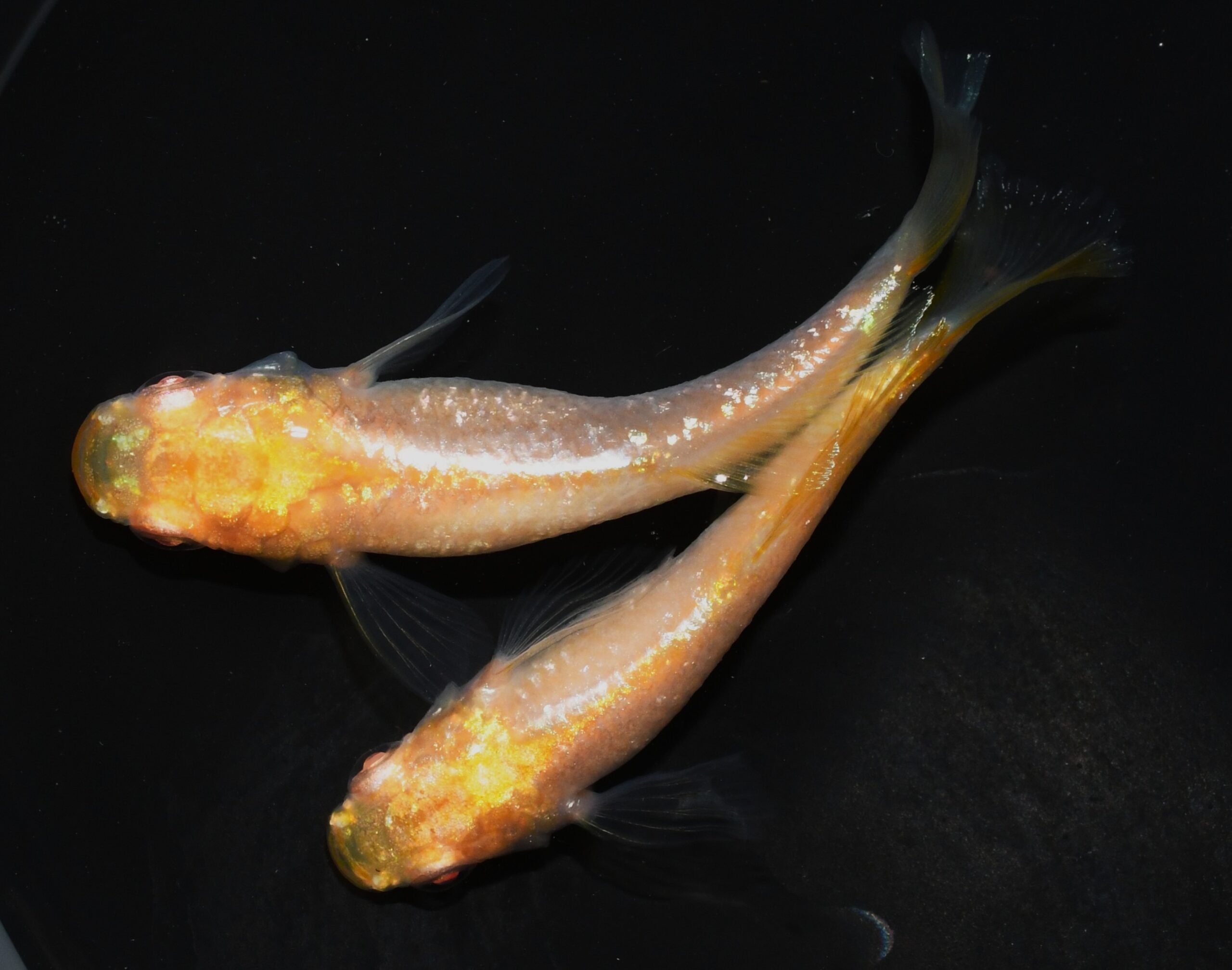 ENNMA愛知 ロゼ アルビノめだか 1ペア 11/18日20:30分終了5分延長 メダカファーム本陣発送