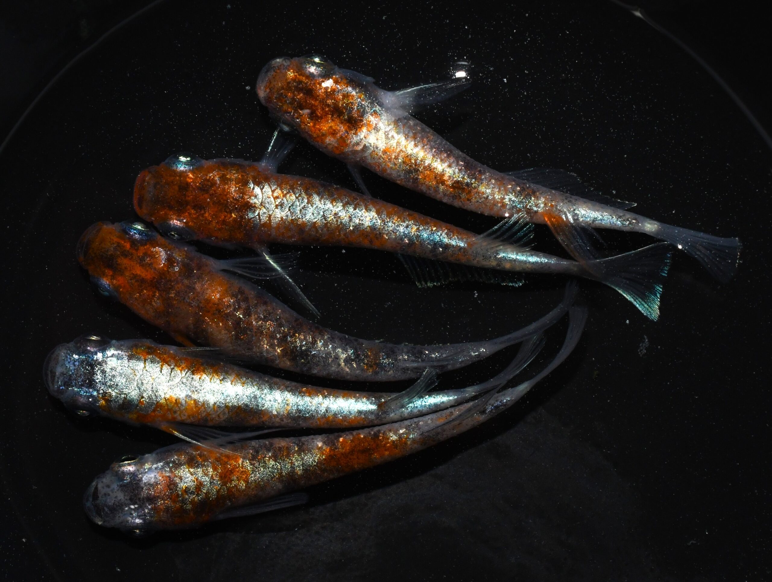 ENNMA愛知 朱光菊 アースアイ おす2めす3 11/18日20:35分終了5分延長 メダカファーム本陣発送