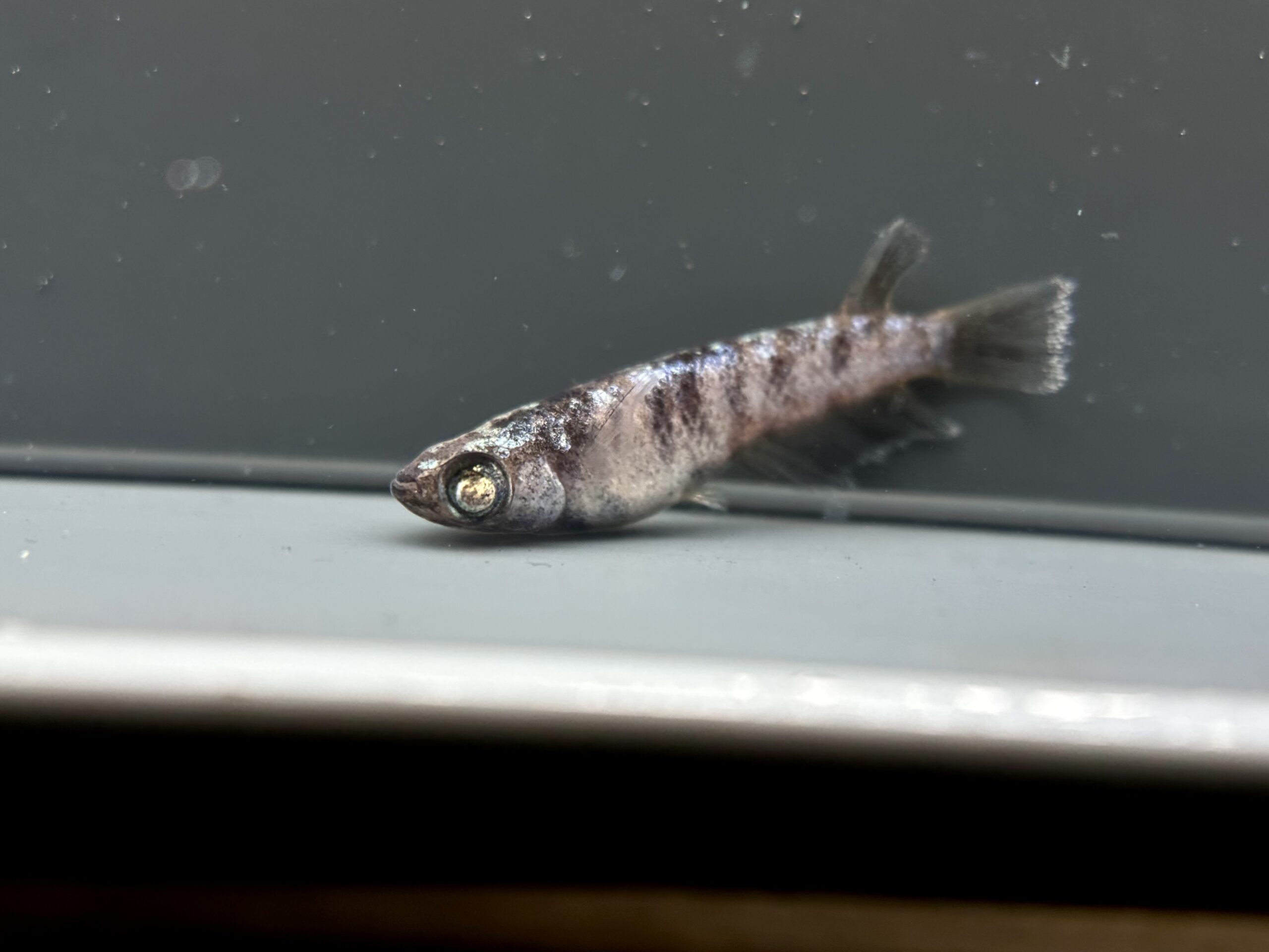 めだかの佐川　白五式系メタルタイプ　1p 4/8 21:29 [ID:7492]