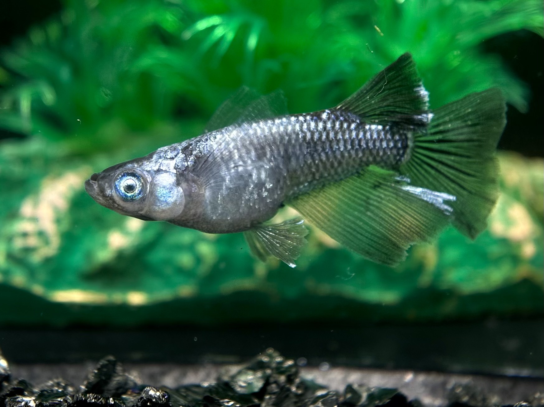 🔥 めだか処くろべぇ　レアシーゴ派生シルバー　1p 4/8 21:25 [ID:7430]