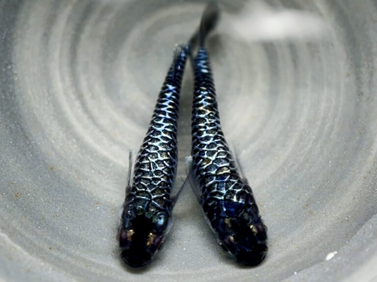 ENNMA東京養魚場　初出品)シルバーエッジ　1p 9/25 21:37 [ID:19474]