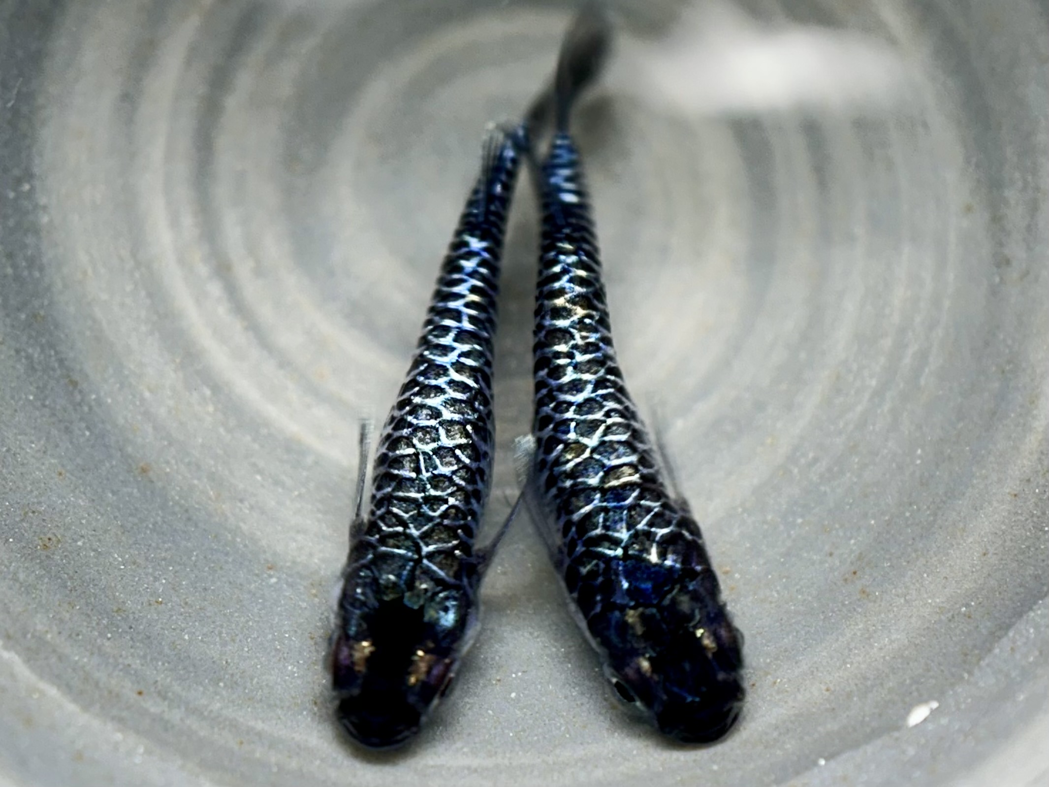 ⭐注目 🔥 ENNMA東京養魚場　初出品)シルバーエッジ　1p 9/25 21:37 [ID:19474]