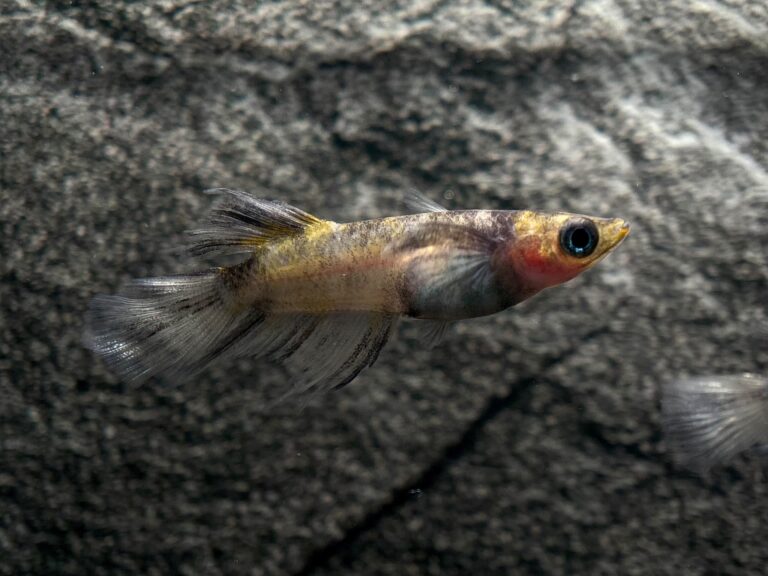 ENNMA東京養魚場　扇墨三色α 1ペア (サ) 10/2 21:40終了 [ID:19860]