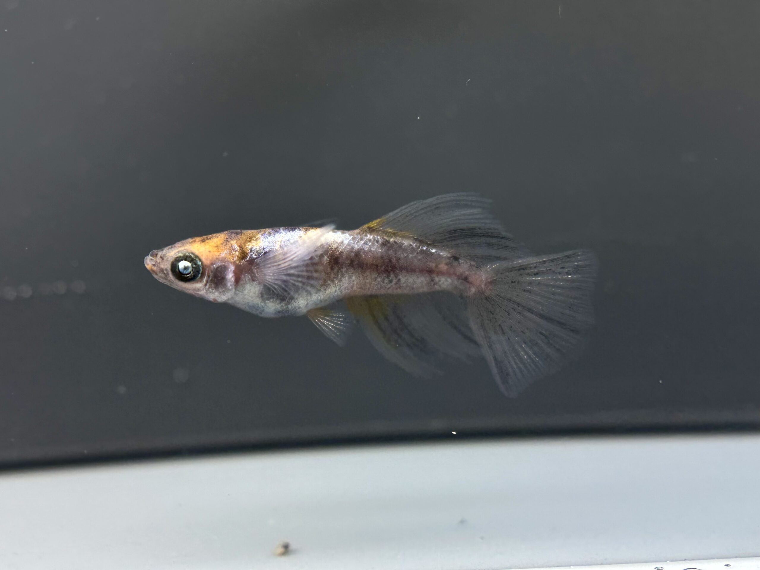 愛善めだか　肆姫(しき) 1p 4/9 21:17 [ID:7554]