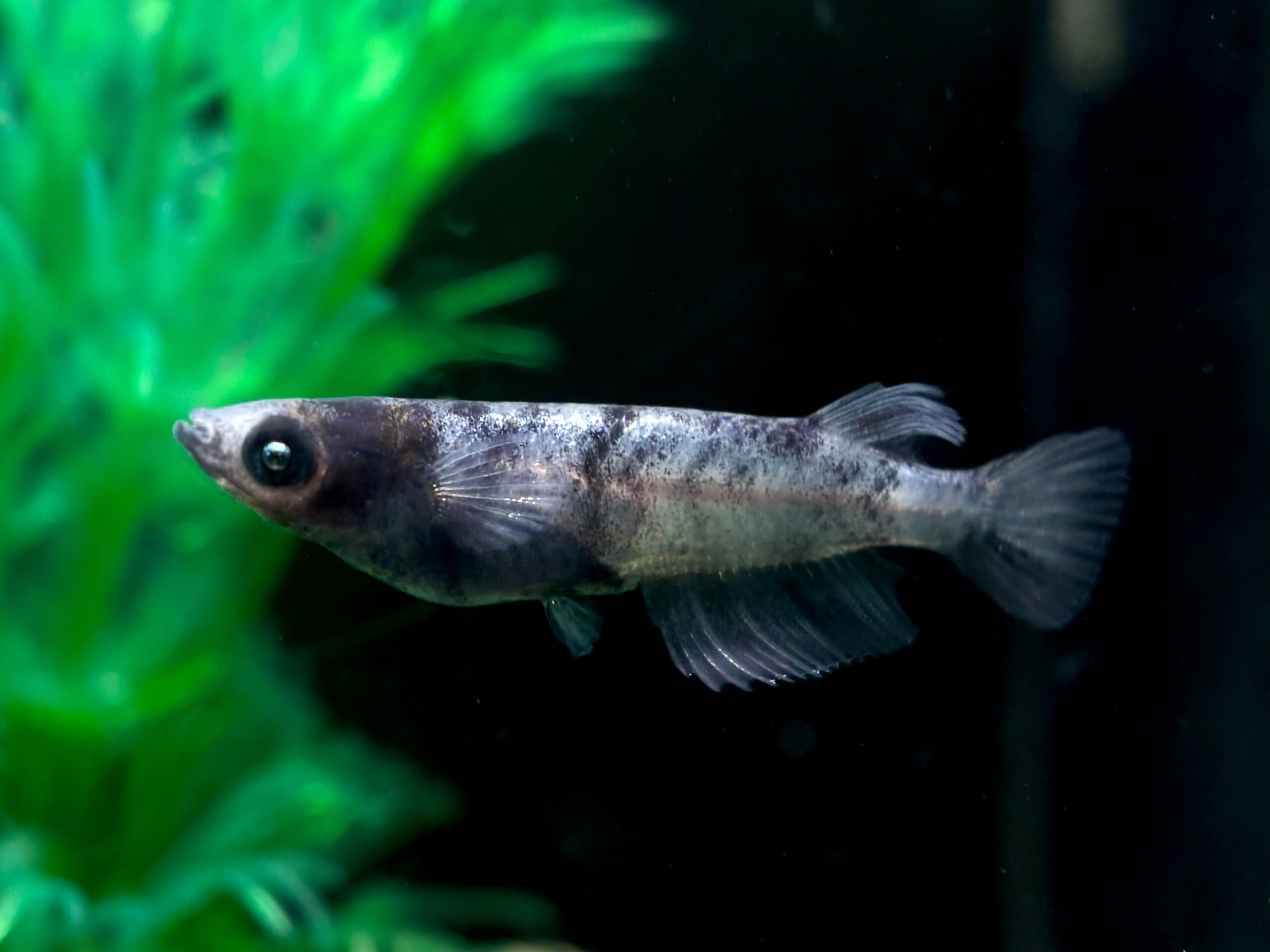 ENNMA TOKYO 倭寇黒鉄　1ペア (サ) 4/7 21:13終了 [ID:7312]