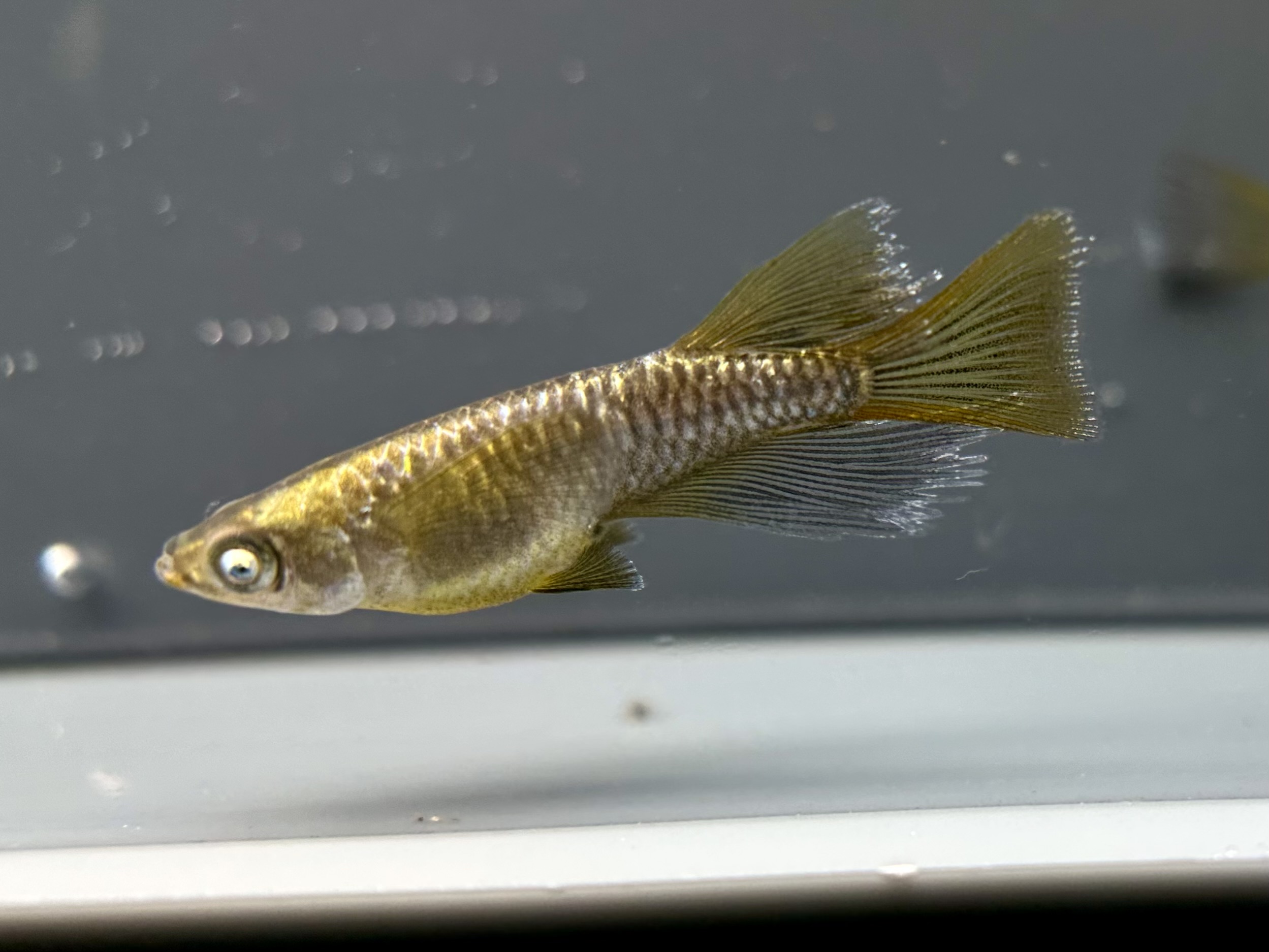 愛善めだか　ヴェルンド　1p 4/9 21:30 [ID:7545]